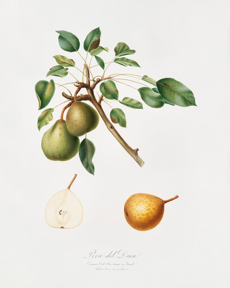 Pear (Pyrus Dugalis) from Pomona Italiana (1817 - 1839) by Giorgio Gallesio (1772-1839). Original from The New York Public Library. Digitally enhanced by rawpixel. Pear (Pyrus Dugalis) from Pomona Italiana (1817 - 1839) by Giorgio Gallesio (1772-1839). Original from The New York Public…