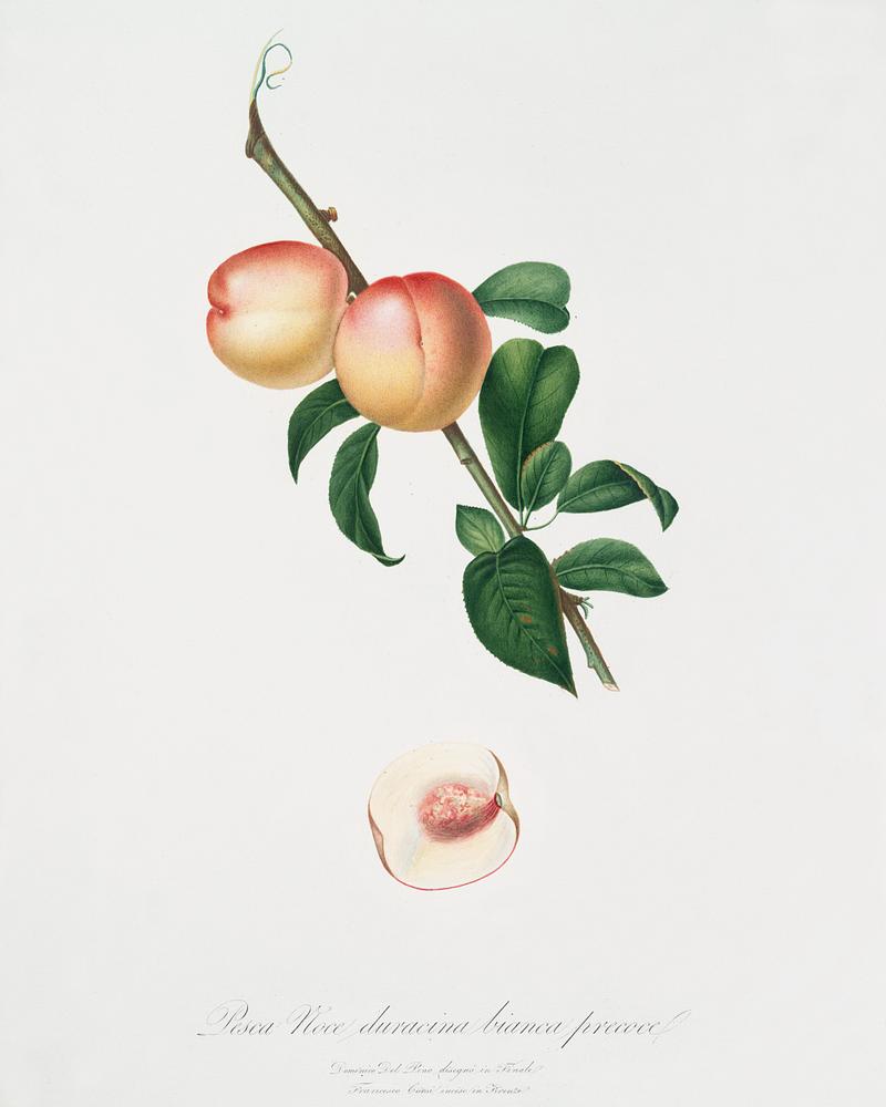 White walnut (Persica psillidermis) from Pomona Italiana (1817 - 1839) by Giorgio Gallesio (1772-1839). Original from The New York Public Library. Digitally enhanced by rawpixel. White walnut (Persica psillidermis) from Pomona Italiana (1817 - 1839) by Giorgio Gallesio (1772-1839). Original from The New…