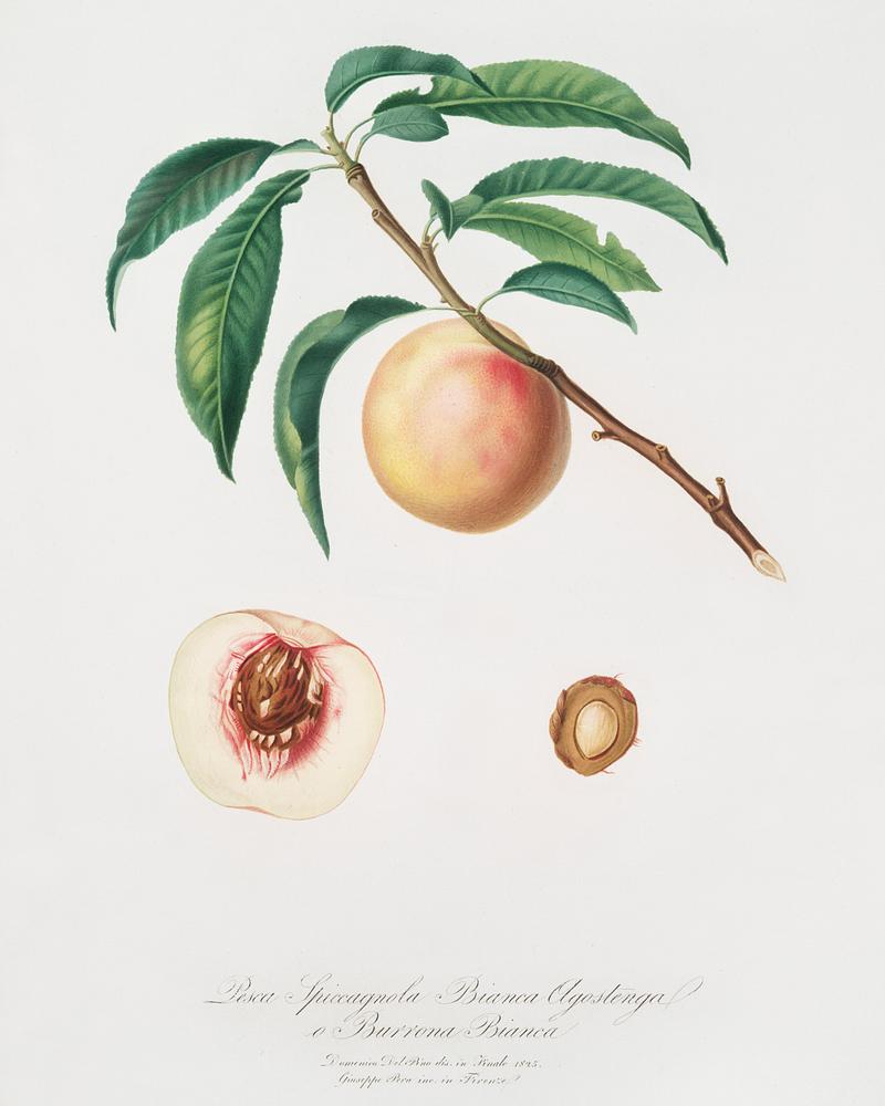 White speckled Peach (Burrona bianca) from Pomona Italiana (1817 - 1839) by Giorgio Gallesio (1772-1839). Original from The New York Public Library. Digitally enhanced by rawpixel. White speckled Peach (Burrona bianca) from Pomona Italiana (1817 - 1839) by Giorgio Gallesio (1772-1839). Original from The…