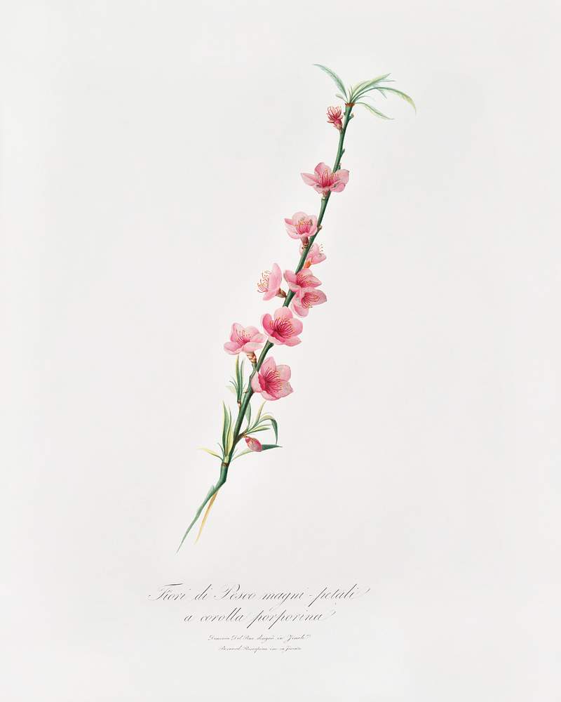Peach blossoms (Prunus persica) from Pomona Italiana (1817 - 1839) by Giorgio Gallesio (1772-1839). Original from The New York Public Library. Digitally enhanced by rawpixel. Peach blossoms (Prunus persica) from Pomona Italiana (1817 - 1839) by Giorgio Gallesio (1772-1839). Original from The New…