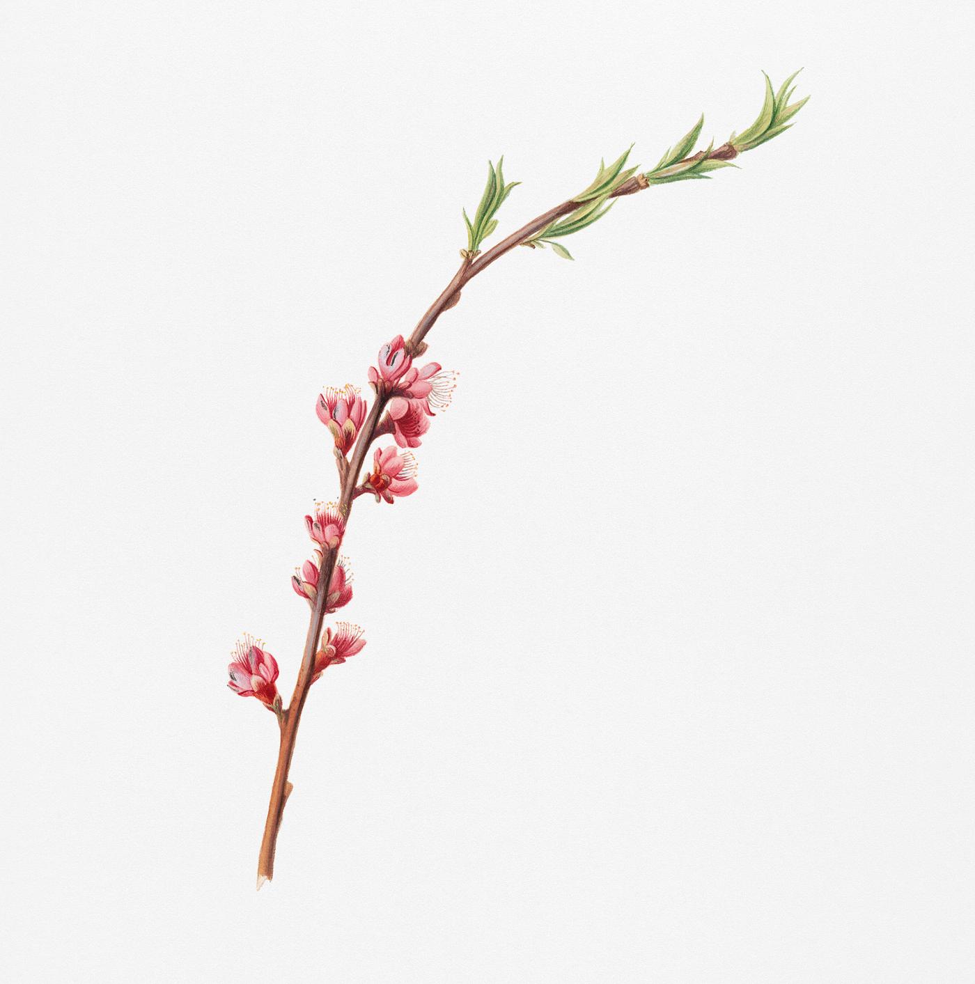 Peach blossom (Prunus persica) from Pomona Italiana (1817 - 1839) by Giorgio Gallesio (1772-1839). Original from New York... Peach blossom (Prunus persica) from Pomona Italiana (1817 - 1839) by Giorgio Gallesio (1772-1839). Original from New York...