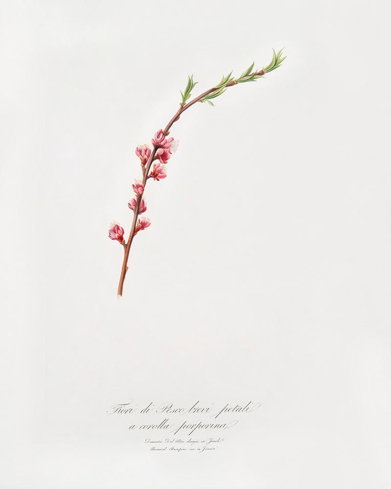 Peach blossom (Prunus persica) from Pomona Italiana (1817 - 1839) by Giorgio Gallesio (1772-1839). Original from The New York Public Library. Digitally enhanced by rawpixel. Peach blossom (Prunus persica) from Pomona Italiana (1817 - 1839) by Giorgio Gallesio (1772-1839). Original from The New York…