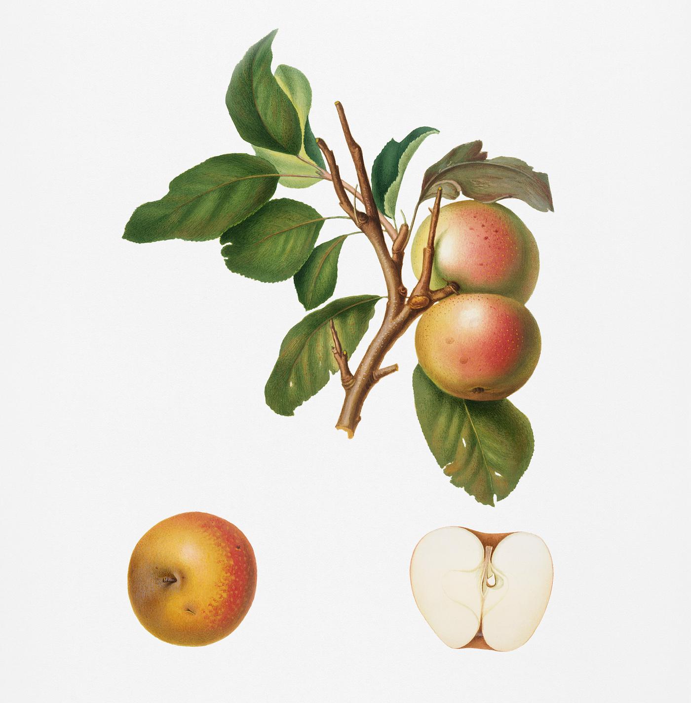 Pupina Apple (Malus appenninensis) from Pomona Italiana (1817 - 1839) by Giorgio Gallesio (1772-1839). Original from New... Pupina Apple (Malus appenninensis) from Pomona Italiana (1817 - 1839) by Giorgio Gallesio (1772-1839). Original from New...