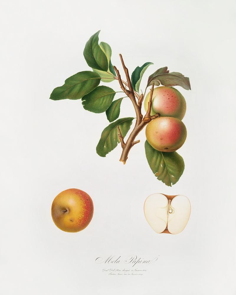 Pupina Apple (Malus appenninensis) from Pomona Italiana (1817 - 1839) by Giorgio Gallesio (1772-1839). Original from The New York Public Library. Digitally enhanced by rawpixel. Pupina Apple (Malus appenninensis) from Pomona Italiana (1817 - 1839) by Giorgio Gallesio (1772-1839). Original from The New…