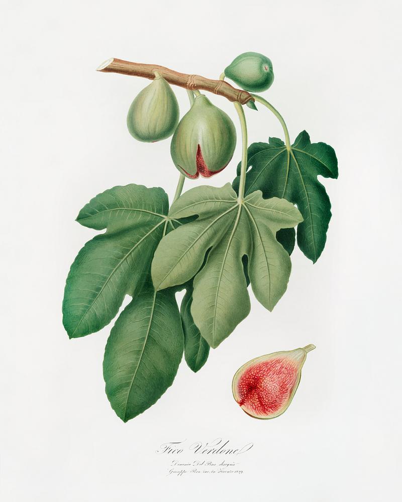 Fig (Ficus carica) from Pomona Italiana (1817 - 1839) by Giorgio Gallesio (1772-1839). Original from The New York Public Library. Digitally enhanced by rawpixel. Fig (Ficus carica) from Pomona Italiana (1817 - 1839) by Giorgio Gallesio (1772-1839). Original from The New York Public…