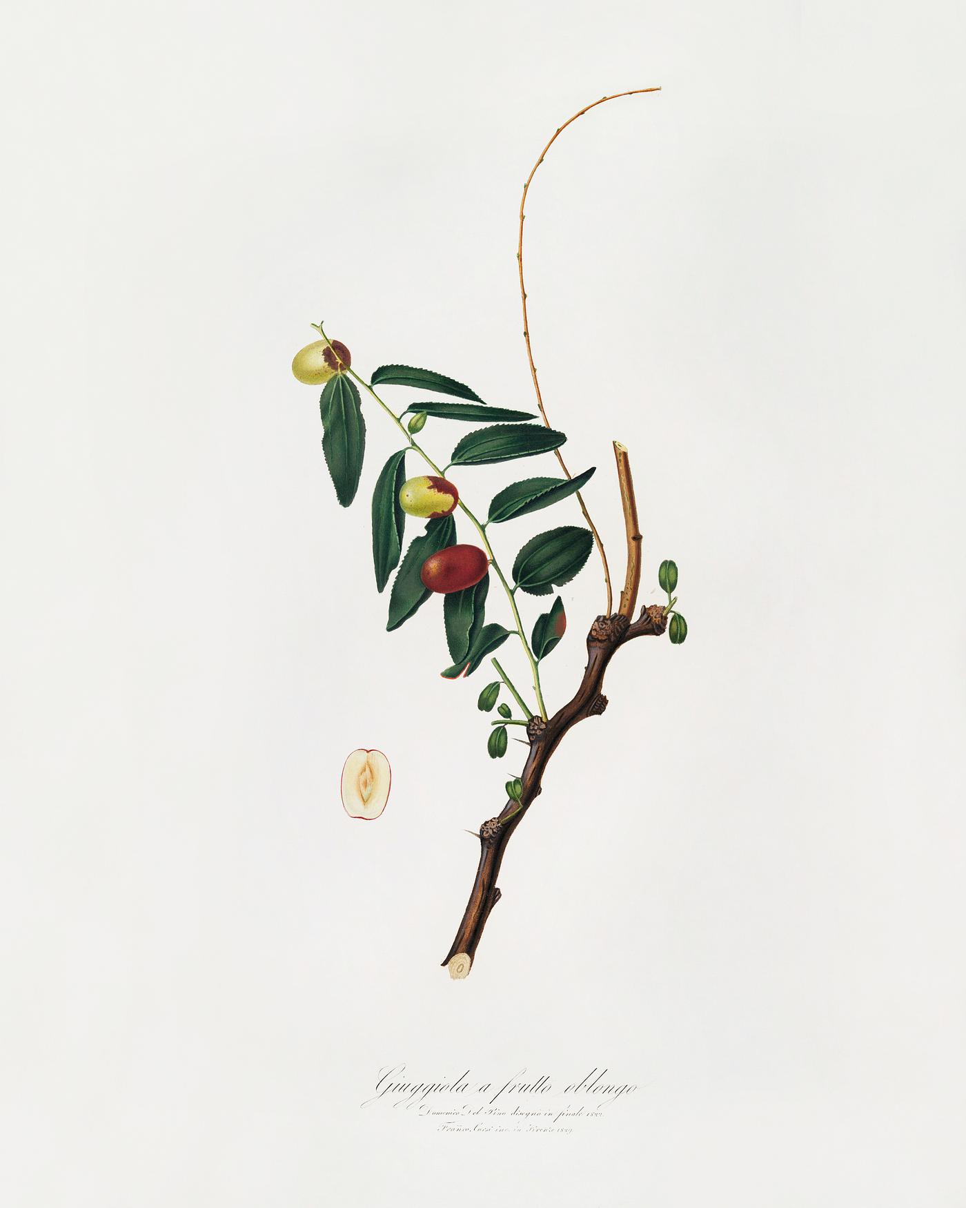 Jujube (Ziziphus vulgaris) from Pomona Italiana (1817 - 1839) by Giorgio Gallesio (1772-1839). Original from The New York... Jujube (Ziziphus vulgaris) from Pomona Italiana (1817 - 1839) by Giorgio Gallesio (1772-1839). Original from The New York...