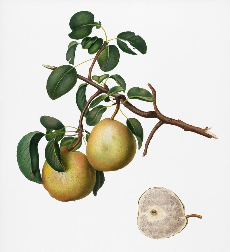 Pear (Pyrus Butyra) from Pomona Italiana (1817 - 1839) by Giorgio Gallesio (1772-1839). Original from New York public library. Digitally enhanced by rawpixel. Pear (Pyrus Butyra) from Pomona Italiana (1817 - 1839) by Giorgio Gallesio (1772-1839). Original from New York public…