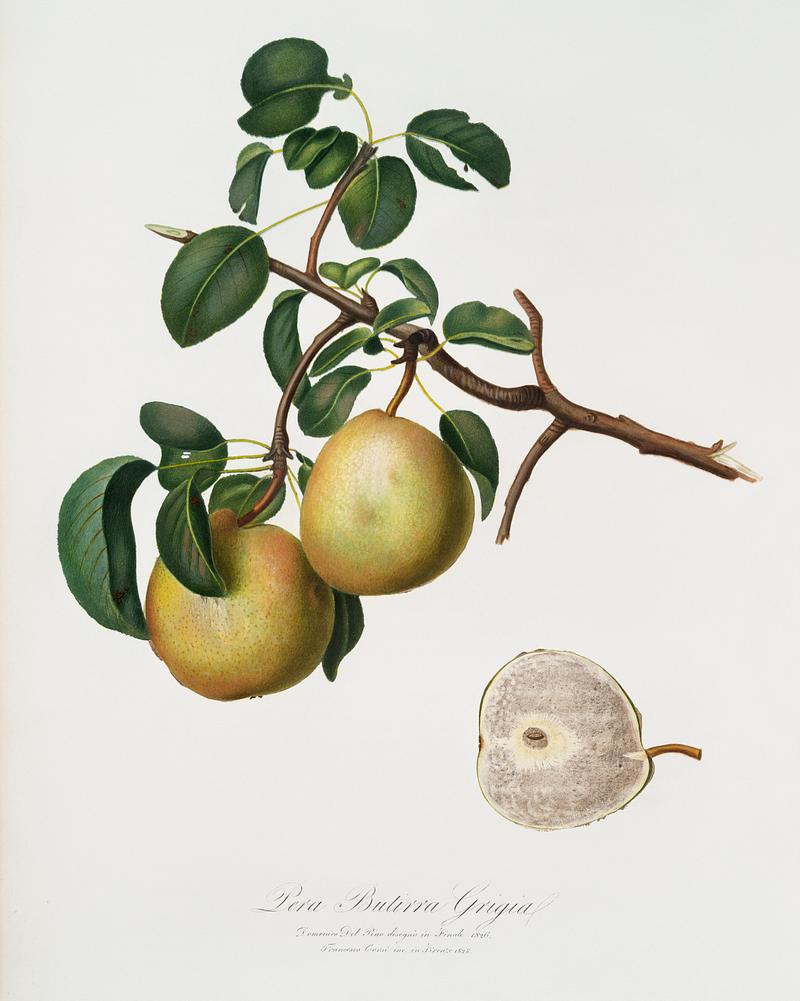 Pear (Pyrus Butyra) from Pomona Italiana (1817 - 1839) by Giorgio Gallesio (1772-1839). Original from The New York Public Library. Digitally enhanced by rawpixel. Pear (Pyrus Butyra) from Pomona Italiana (1817 - 1839) by Giorgio Gallesio (1772-1839). Original from The New York Public…