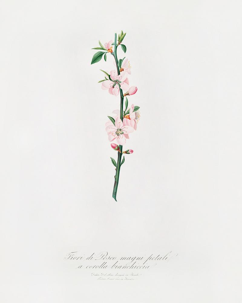 Peach Flower (Prunus persica) from Pomona Italiana (1817 - 1839) by Giorgio Gallesio (1772-1839). Original from The New York Public Library. Digitally enhanced by rawpixel. Peach Flower (Prunus persica) from Pomona Italiana (1817 - 1839) by Giorgio Gallesio (1772-1839). Original from The New York…