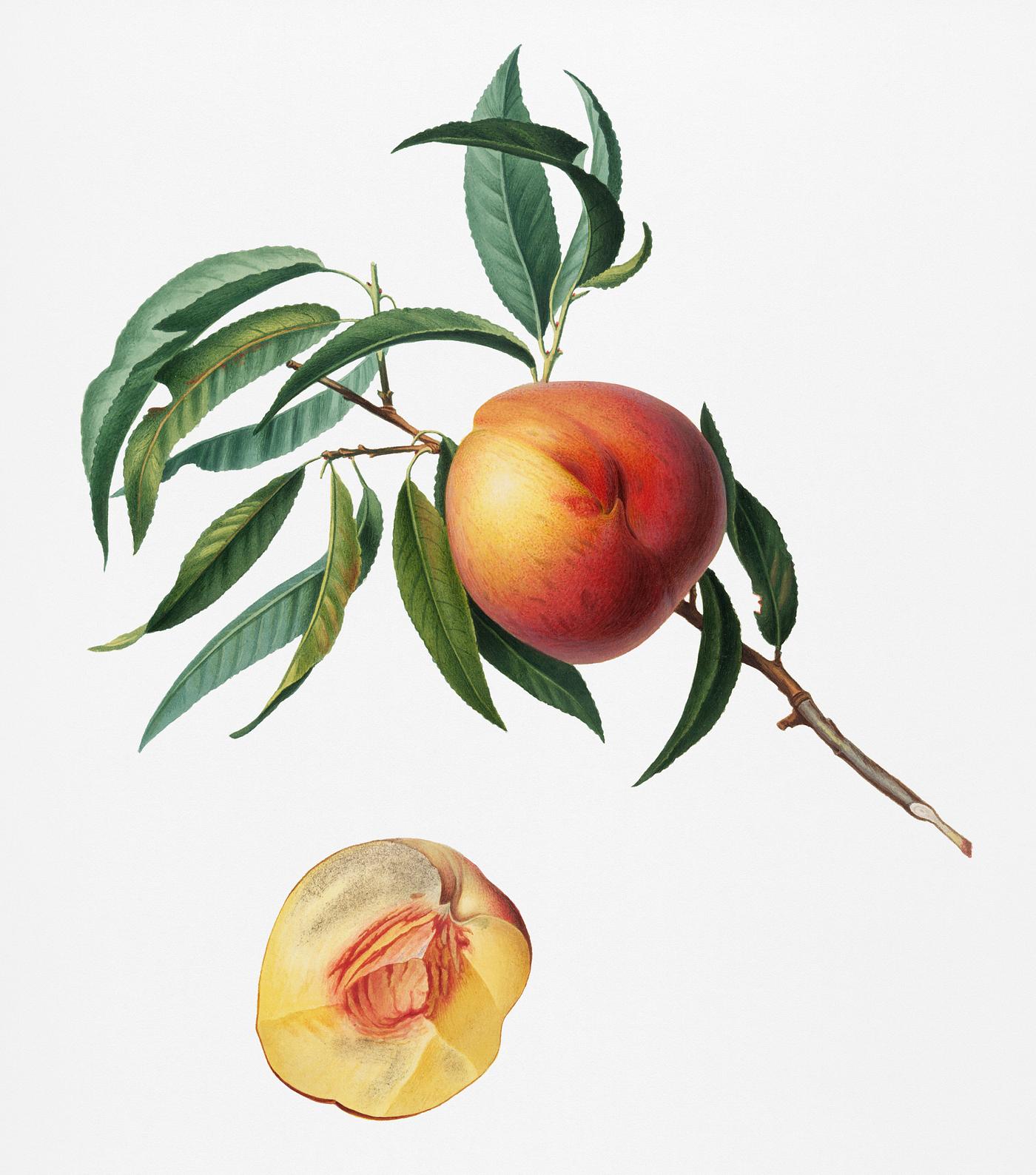 Peach (Persica julodermis) from Pomona Italiana (1817 - 1839) by Giorgio Gallesio (1772-1839). Original from New York public... Peach (Persica julodermis) from Pomona Italiana (1817 - 1839) by Giorgio Gallesio (1772-1839). Original from New York public...