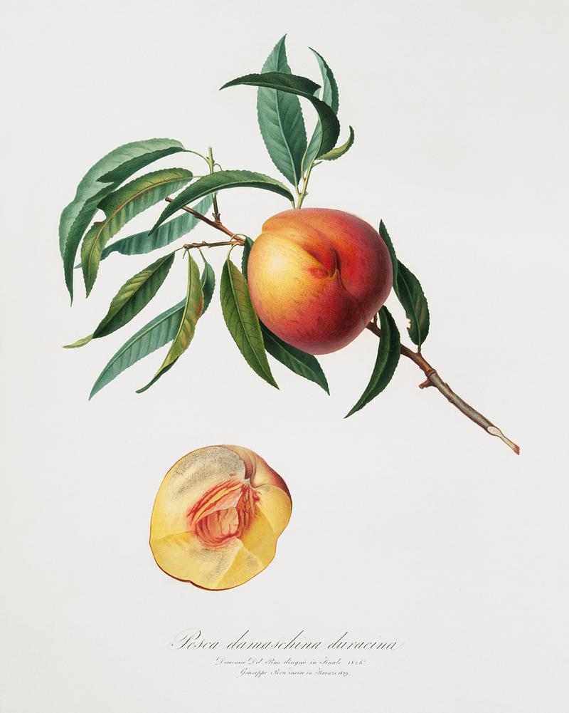 Peach (Persica julodermis) from Pomona Italiana (1817 - 1839) by Giorgio Gallesio (1772-1839). Original from The New York Public Library. Digitally enhanced by rawpixel. Peach (Persica julodermis) from Pomona Italiana (1817 - 1839) by Giorgio Gallesio (1772-1839). Original from The New York…