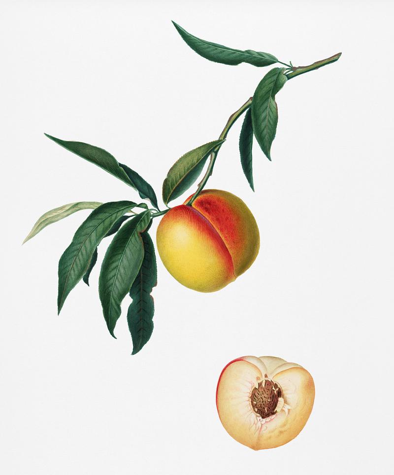 Peach (Persica julodermis) from Pomona Italiana (1817 - 1839) by Giorgio Gallesio (1772-1839). Original from New York public library. Digitally enhanced by rawpixel. Peach (Persica julodermis) from Pomona Italiana (1817 - 1839) by Giorgio Gallesio (1772-1839). Original from New York public…