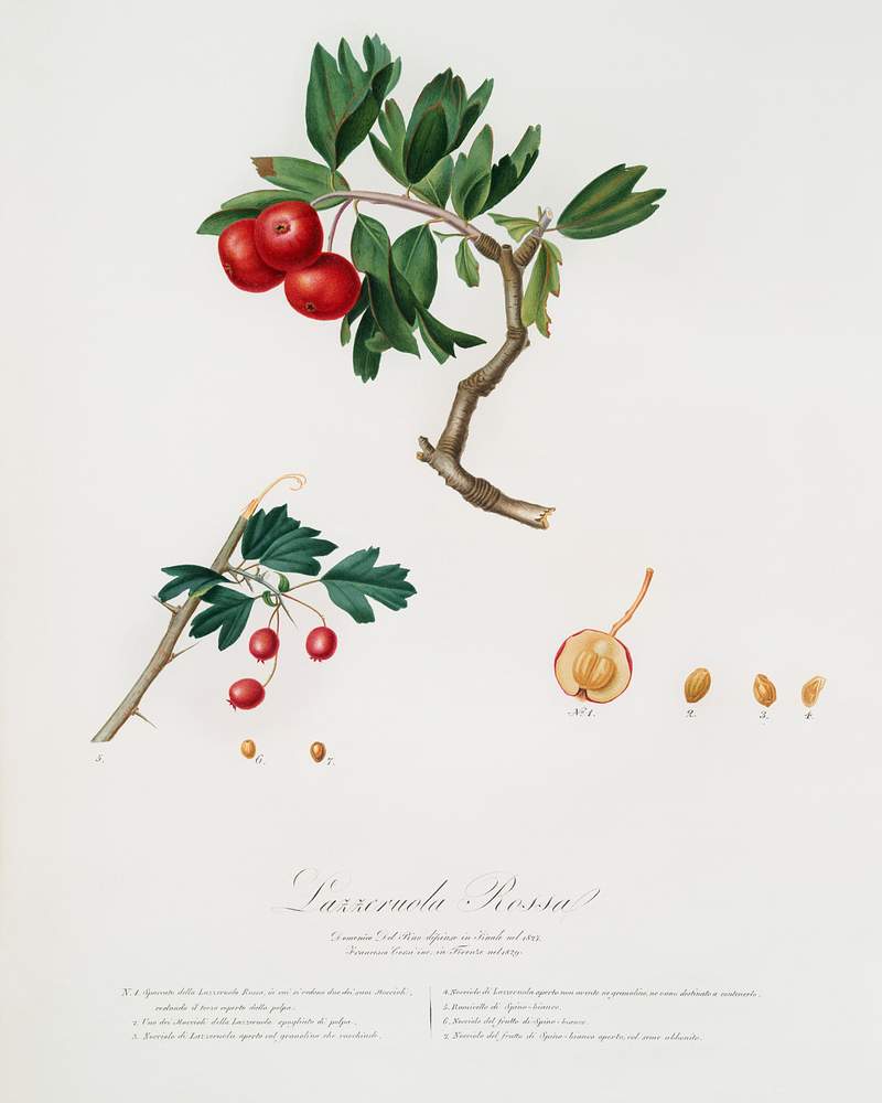 Red thorn-apple (Crataegus poliossea sterilis) from Pomona Italiana (1817 - 1839) by Giorgio Gallesio (1772-1839). Original from The New York Public Library. Digitally enhanced by rawpixel. Red thorn-apple (Crataegus poliossea sterilis) from Pomona Italiana (1817 - 1839) by Giorgio Gallesio (1772-1839). Original…