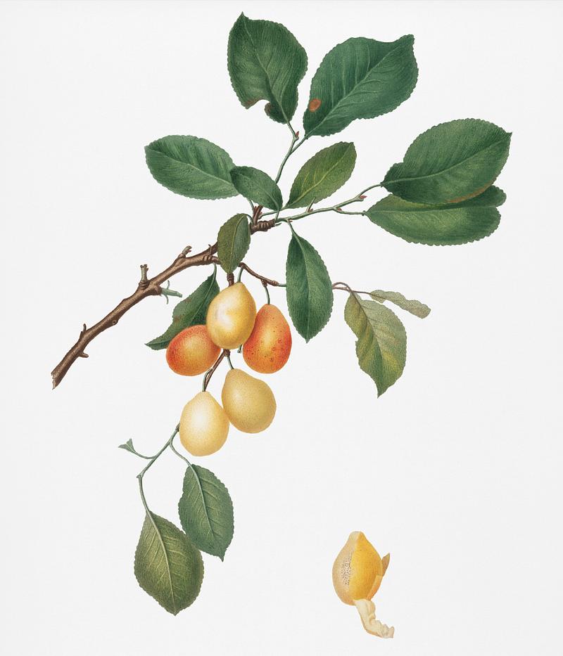 Cherry (Prunus Damascena) from Pomona Italiana (1817 - 1839) by Giorgio Gallesio (1772-1839). Original from New York public library. Digitally enhanced by rawpixel. Cherry (Prunus Damascena) from Pomona Italiana (1817 - 1839) by Giorgio Gallesio (1772-1839). Original from New York public…