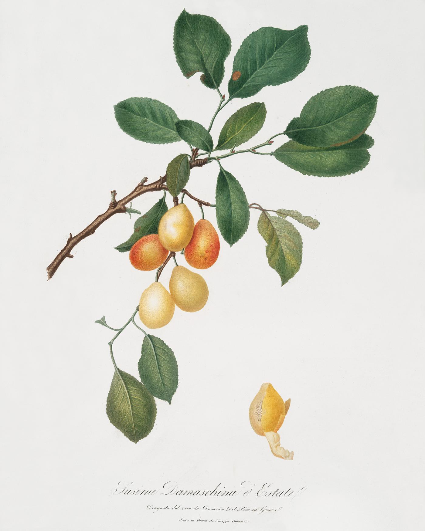 Cherry (Prunus Damascena) from Pomona Italiana (1817 - 1839) by Giorgio Gallesio (1772-1839). Original from The New York... Cherry (Prunus Damascena) from Pomona Italiana (1817 - 1839) by Giorgio Gallesio (1772-1839). Original from The New York...