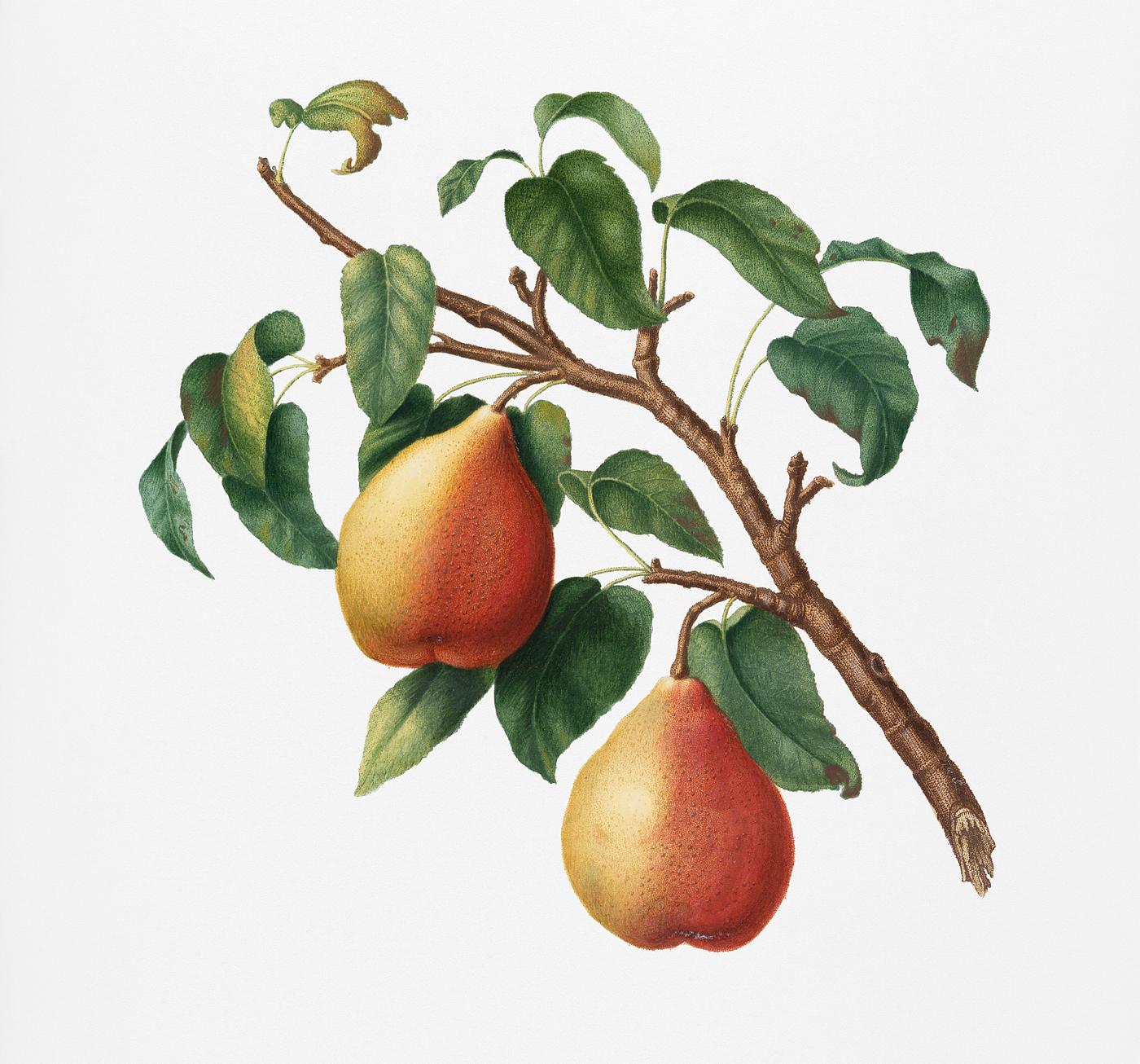 Wild European Pear (Pyrus pyraster) from Pomona Italiana (1817 - 1839) by Giorgio Gallesio (1772-1839). Original from New... Wild European Pear (Pyrus pyraster) from Pomona Italiana (1817 - 1839) by Giorgio Gallesio (1772-1839). Original from New...