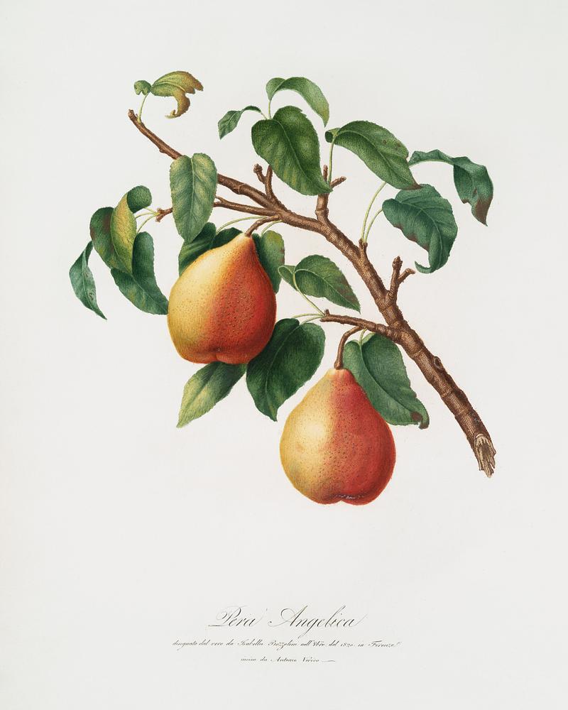 Wild European Pear (Pyrus pyraster) from Pomona Italiana (1817 - 1839) by Giorgio Gallesio (1772-1839). Original from The New York Public Library. Digitally enhanced by rawpixel. Wild European Pear (Pyrus pyraster) from Pomona Italiana (1817 - 1839) by Giorgio Gallesio (1772-1839). Original from The New…