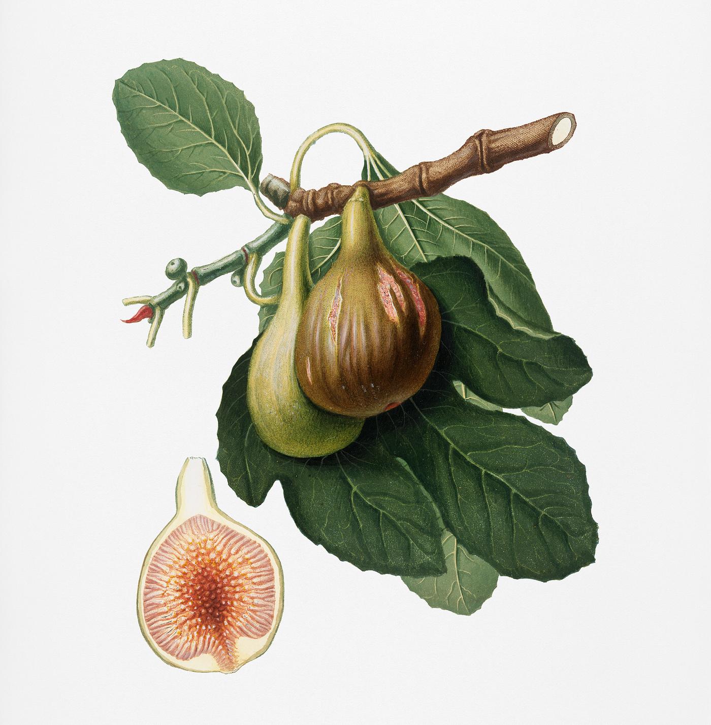 Fig (Ficus carica) from Pomona Italiana (1817 - 1839) by Giorgio Gallesio (1772-1839). Original from New York public library... Fig (Ficus carica) from Pomona Italiana (1817 - 1839) by Giorgio Gallesio (1772-1839). Original from New York public library...