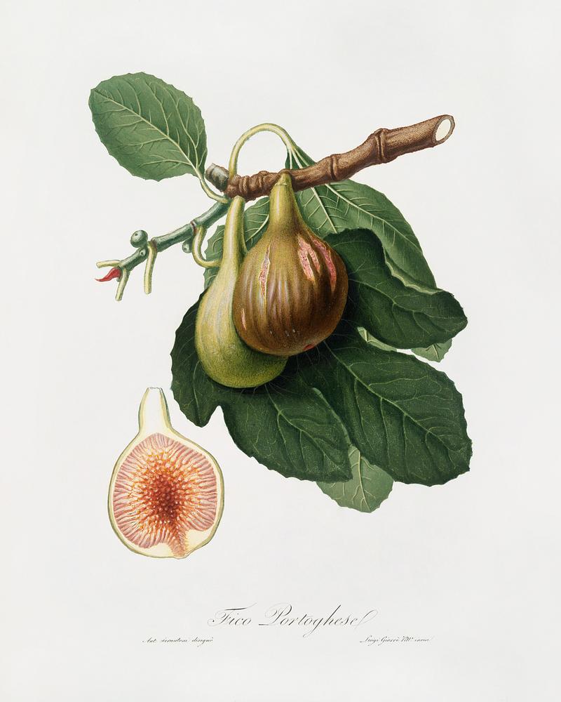 Fig (Ficus carica) from Pomona Italiana (1817 - 1839) by Giorgio Gallesio (1772-1839). Original from The New York Public Library. Digitally enhanced by rawpixel. Fig (Ficus carica) from Pomona Italiana (1817 - 1839) by Giorgio Gallesio (1772-1839). Original from The New York Public…