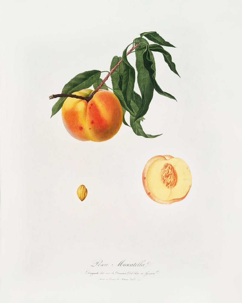 Peach (Prunus persica) from Pomona Italiana (1817 - 1839) by Giorgio Gallesio (1772-1839). Original from The New York Public Library. Digitally enhanced by rawpixel. Peach (Prunus persica) from Pomona Italiana (1817 - 1839) by Giorgio Gallesio (1772-1839). Original from The New York Public…
