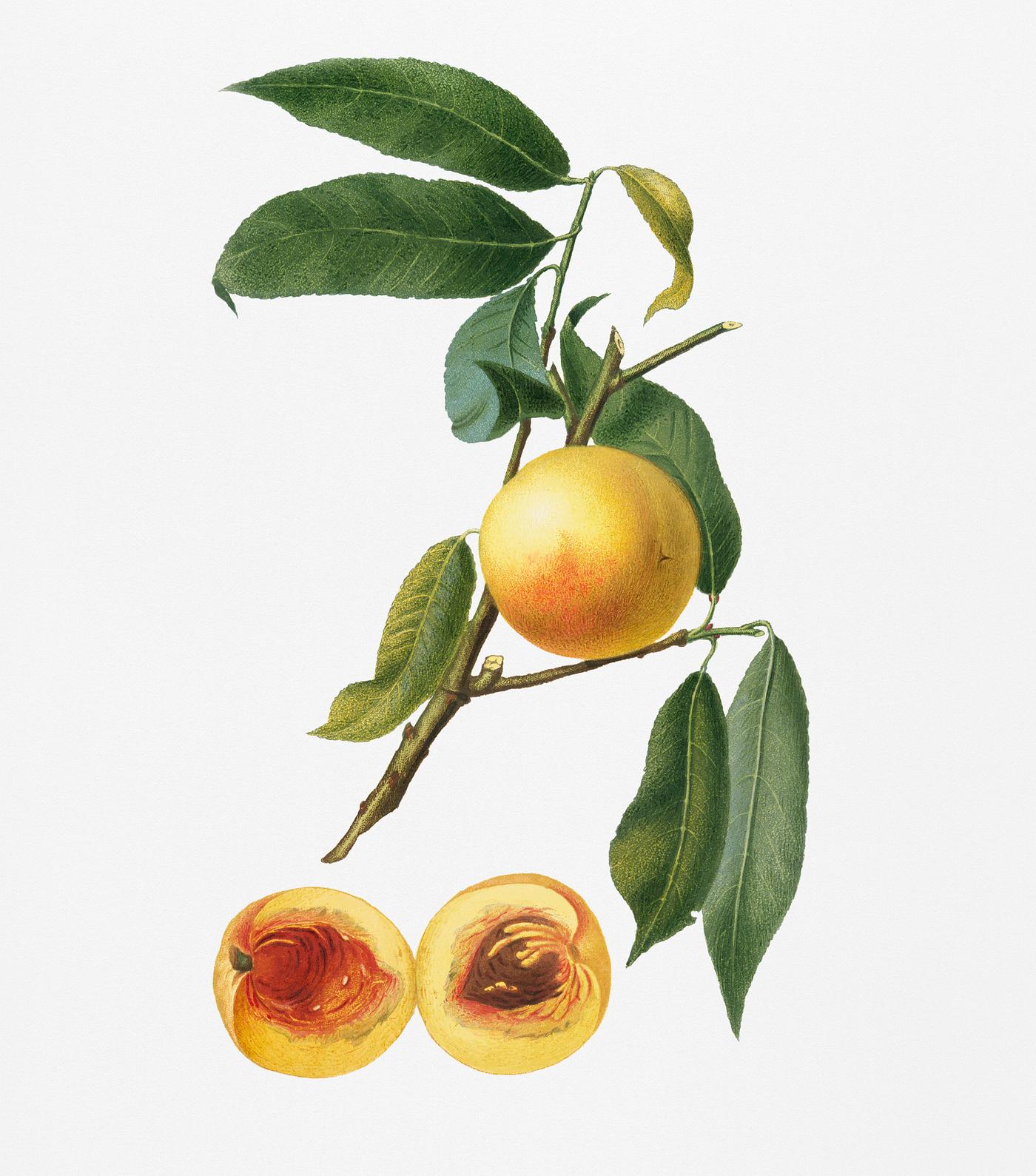 Peach (Prunus persica) from Pomona Italiana (1817 - 1839) by Giorgio Gallesio (1772-1839). Original from New York public... Peach (Prunus persica) from Pomona Italiana (1817 - 1839) by Giorgio Gallesio (1772-1839). Original from New York public...