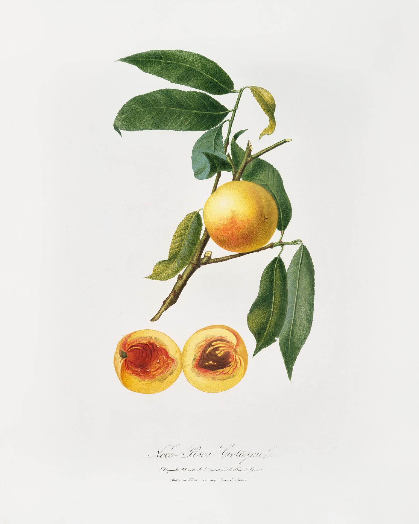 Peach (Prunus persica) from Pomona Italiana (1817 - 1839) by Giorgio Gallesio (1772-1839). Original from The New York Public... Peach (Prunus persica) from Pomona Italiana (1817 - 1839) by Giorgio Gallesio (1772-1839). Original from The New York Public...