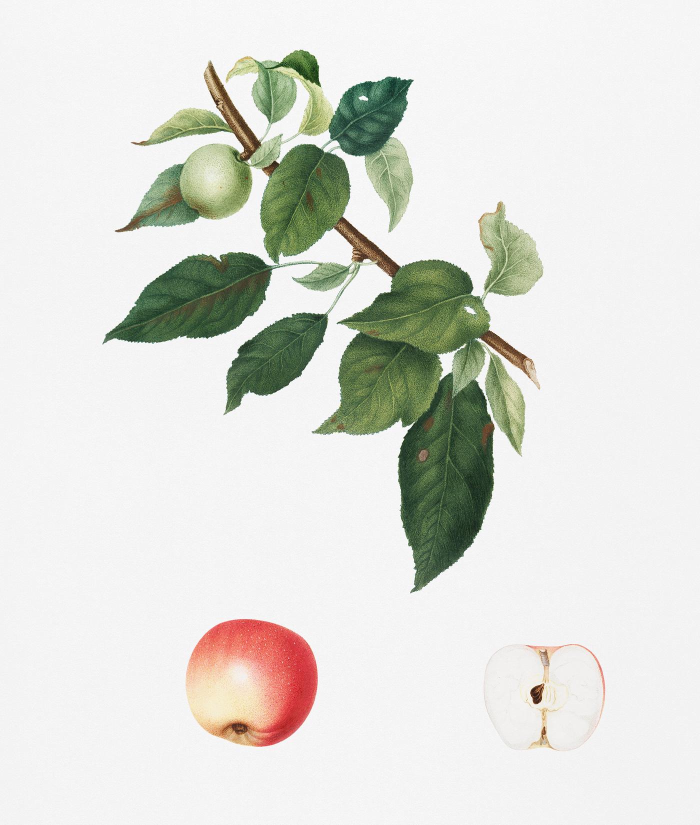 Apple (Malus pumila) from Pomona Italiana (1817 - 1839) by Giorgio Gallesio (1772-1839). Original from New York public... Apple (Malus pumila) from Pomona Italiana (1817 - 1839) by Giorgio Gallesio (1772-1839). Original from New York public...