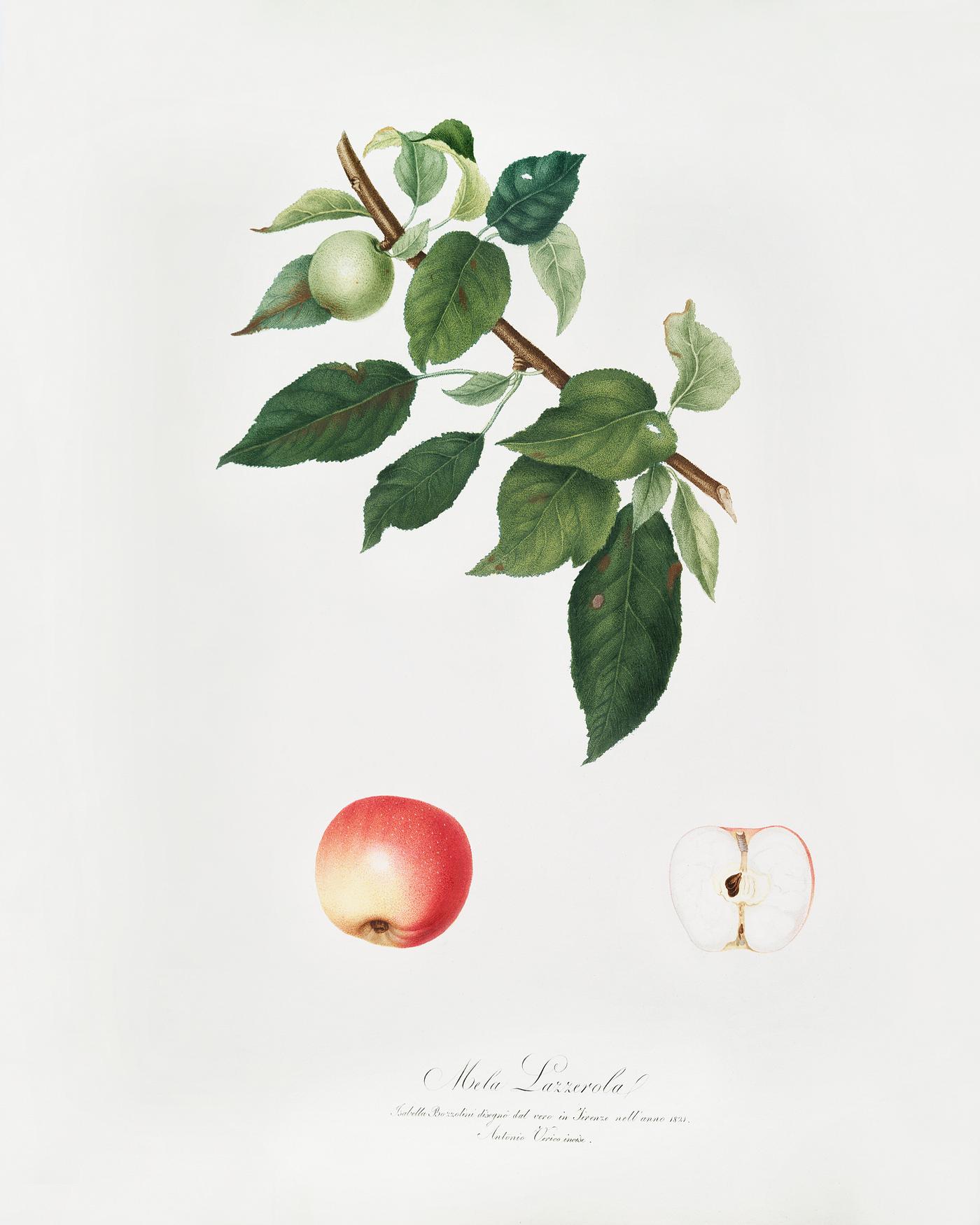 Apple (Malus pumila) from Pomona Italiana (1817 - 1839) by Giorgio Gallesio (1772-1839). Original from The New York Public... Apple (Malus pumila) from Pomona Italiana (1817 - 1839) by Giorgio Gallesio (1772-1839). Original from The New York Public...