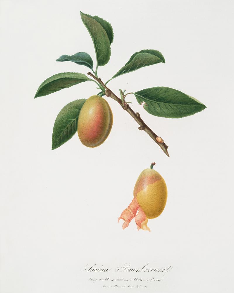 Armenian plum (Prunus armeniaca) from Pomona Italiana (1817 - 1839) by Giorgio Gallesio (1772-1839). Original from The New York Public Library. Digitally enhanced by rawpixel. Armenian plum (Prunus armeniaca) from Pomona Italiana (1817 - 1839) by Giorgio Gallesio (1772-1839). Original from The New…
