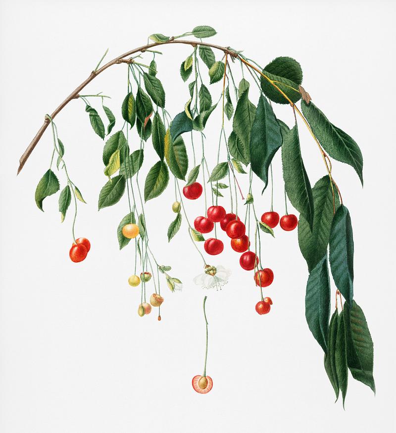 Visciola Cherries (Cerasus visciola) from Pomona Italiana (1817 - 1839) by Giorgio Gallesio (1772-1839). Original from New York public library. Digitally enhanced by rawpixel. Visciola Cherries (Cerasus visciola) from Pomona Italiana (1817 - 1839) by Giorgio Gallesio (1772-1839). Original from New…