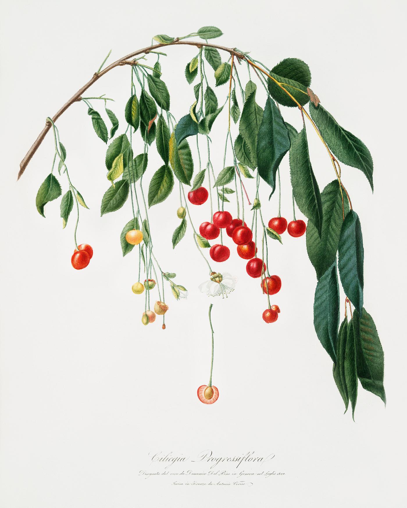 Visciola Cherries (Cerasus visciola) from Pomona Italiana (1817 - 1839) by Giorgio Gallesio (1772-1839). Original from The... Visciola Cherries (Cerasus visciola) from Pomona Italiana (1817 - 1839) by Giorgio Gallesio (1772-1839). Original from The...