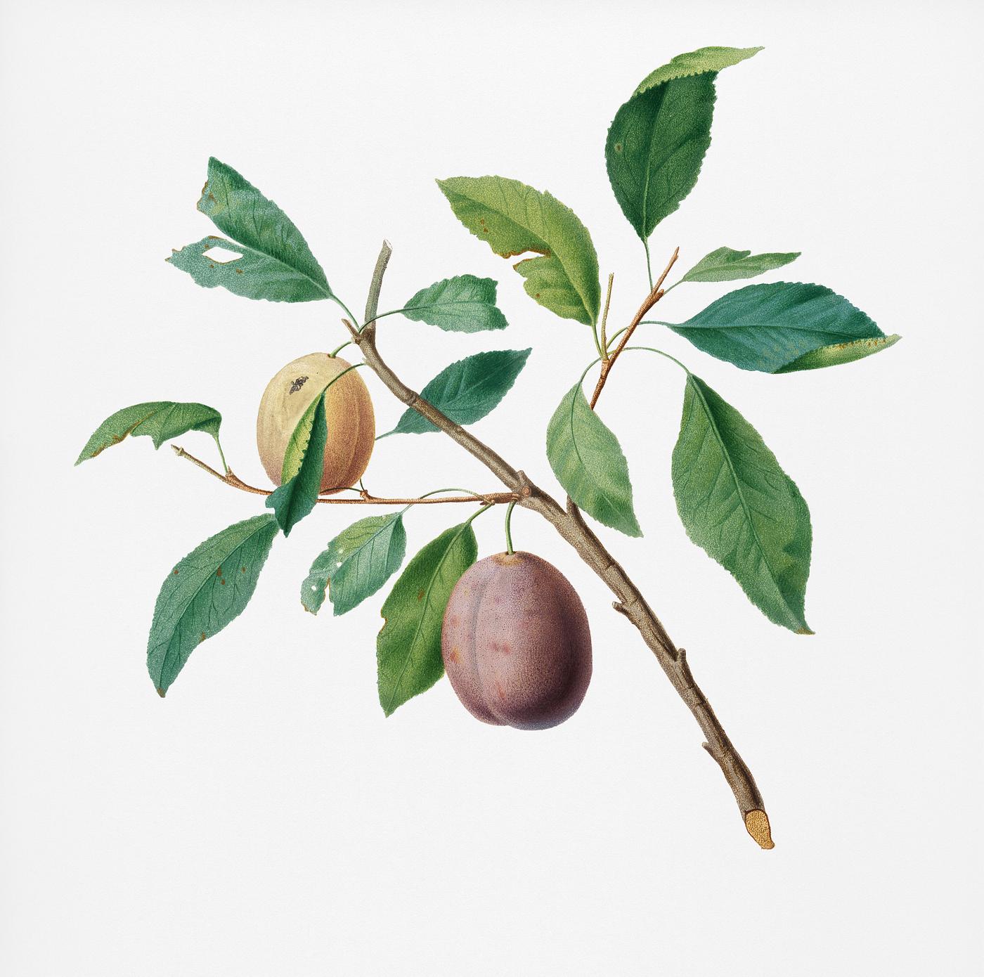 Spanish plums (Prunus Catalanica) from Pomona Italiana (1817 - 1839) by Giorgio Gallesio (1772-1839). Original from New York... Spanish plums (Prunus Catalanica) from Pomona Italiana (1817 - 1839) by Giorgio Gallesio (1772-1839). Original from New York...