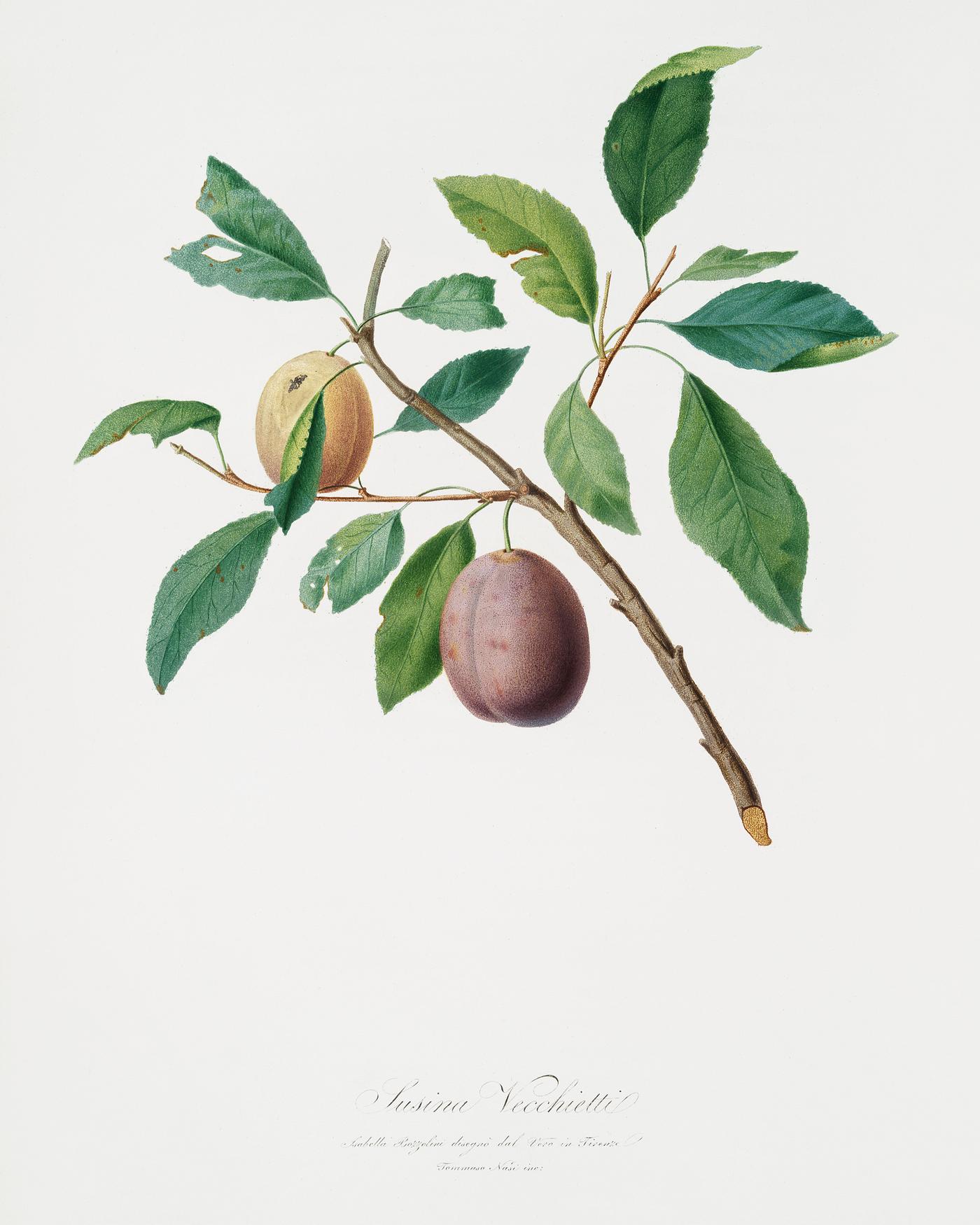 Spanish plums (Prunus Catalanica) from Pomona Italiana (1817 - 1839) by Giorgio Gallesio (1772-1839). Original from The New... Spanish plums (Prunus Catalanica) from Pomona Italiana (1817 - 1839) by Giorgio Gallesio (1772-1839). Original from The New...