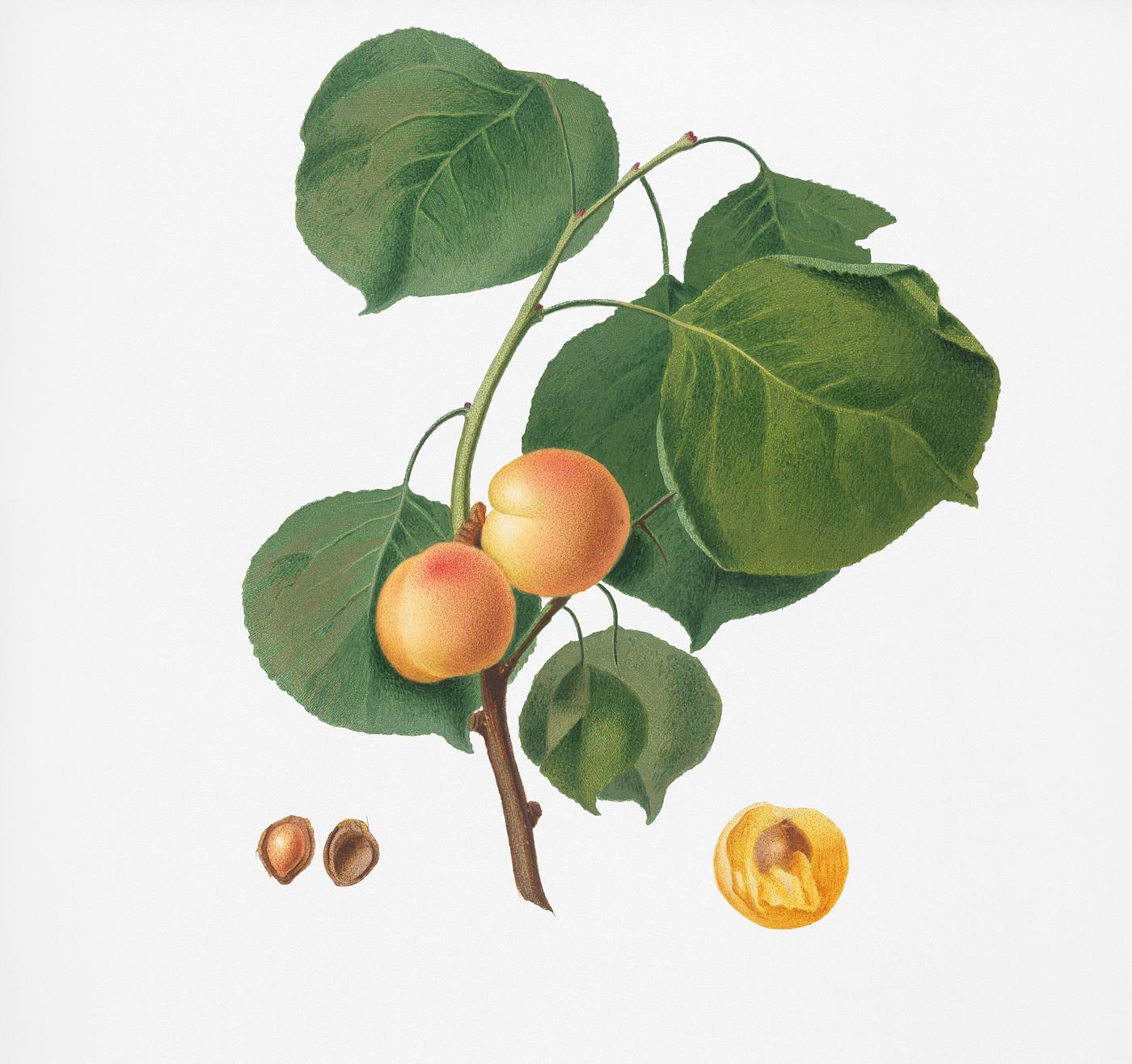 Yellow apricot (Prunus armeniaca) from Pomona Italiana (1817 - 1839) by Giorgio Gallesio (1772-1839). Original from New York... Yellow apricot (Prunus armeniaca) from Pomona Italiana (1817 - 1839) by Giorgio Gallesio (1772-1839). Original from New York...