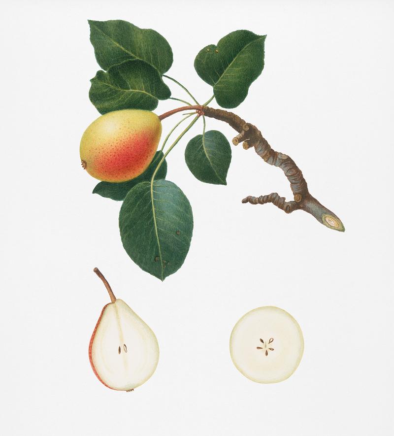 Pear (Pyrus regalis) from Pomona Italiana (1817 - 1839) by Giorgio Gallesio (1772-1839). Original from New York public library. Digitally enhanced by rawpixel. Pear (Pyrus regalis) from Pomona Italiana (1817 - 1839) by Giorgio Gallesio (1772-1839). Original from New York public…