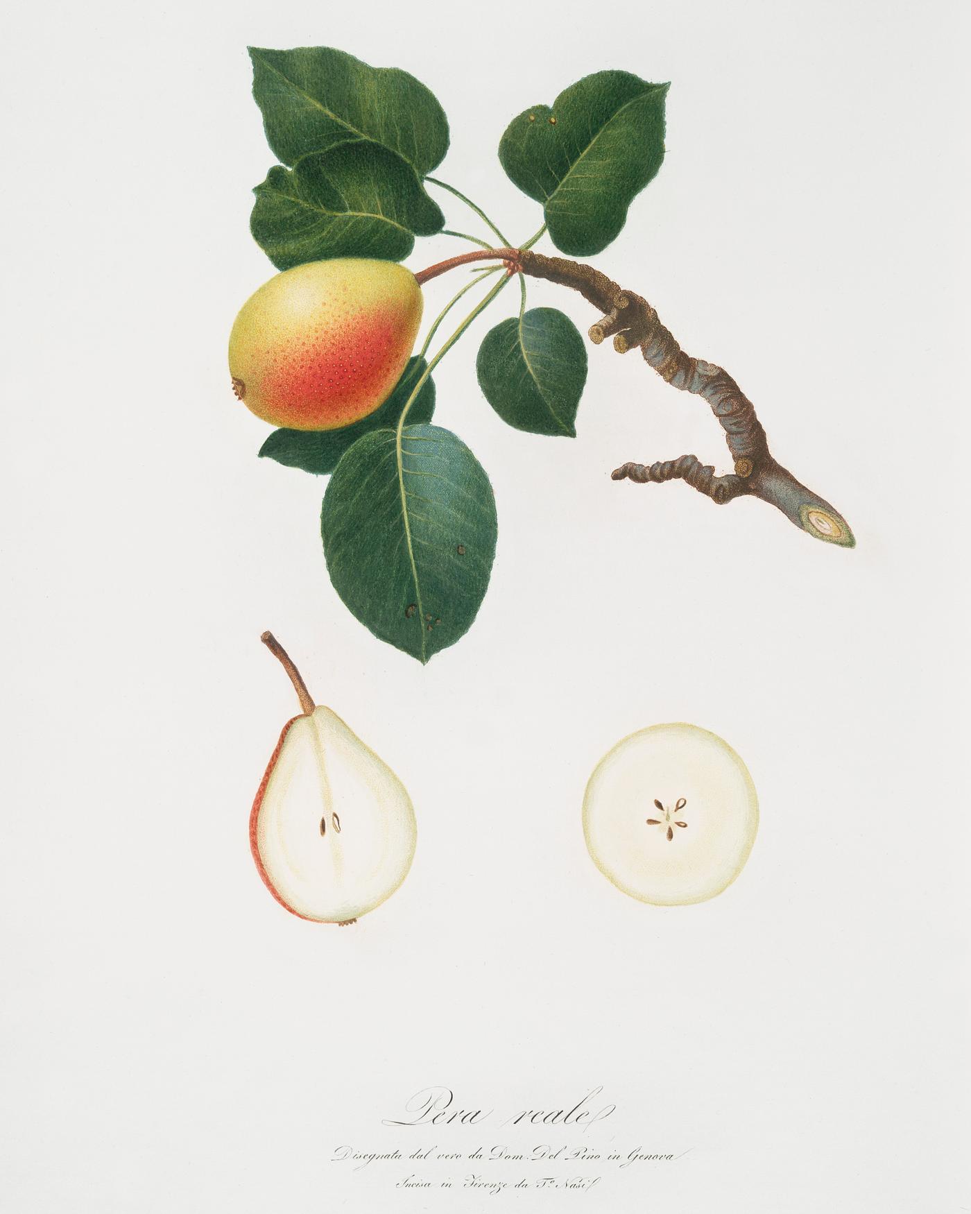 Pear (Pyrus regalis) from Pomona Italiana (1817 - 1839) by Giorgio Gallesio (1772-1839). Original from The New York Public... Pear (Pyrus regalis) from Pomona Italiana (1817 - 1839) by Giorgio Gallesio (1772-1839). Original from The New York Public...