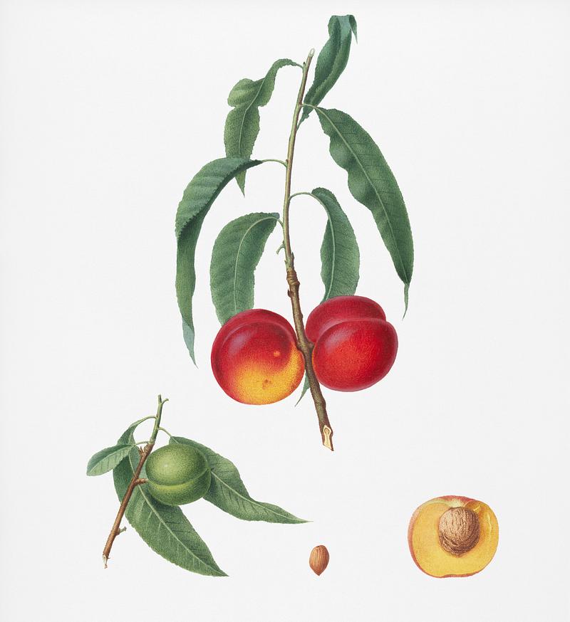 Walnut peach (Persica) from Pomona Italiana (1817 - 1839) by Giorgio Gallesio (1772-1839). Original from New York public library. Digitally enhanced by rawpixel. Walnut peach (Persica) from Pomona Italiana (1817 - 1839) by Giorgio Gallesio (1772-1839). Original from New York public…