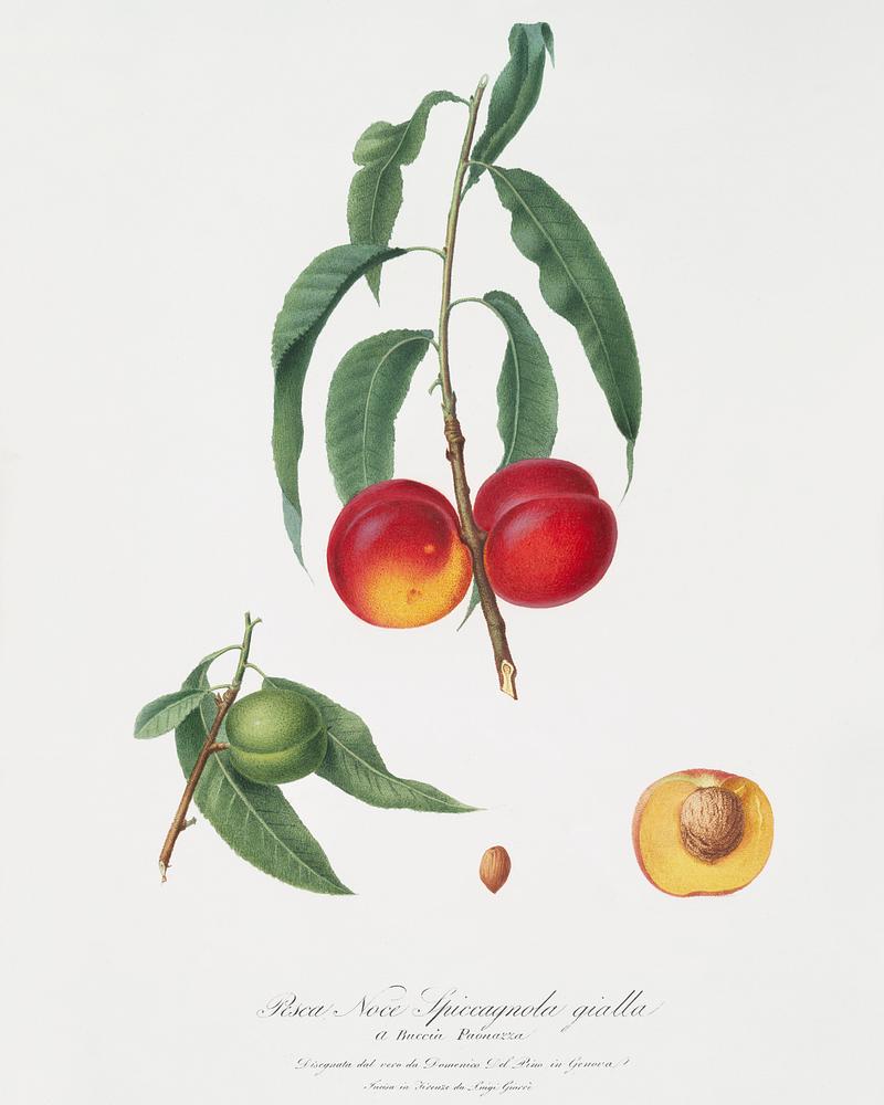 Walnut peach (Persica) from Pomona Italiana (1817 - 1839) by Giorgio Gallesio (1772-1839). Original from The New York Public Library. Digitally enhanced by rawpixel. Walnut peach (Persica) from Pomona Italiana (1817 - 1839) by Giorgio Gallesio (1772-1839). Original from The New York Public…