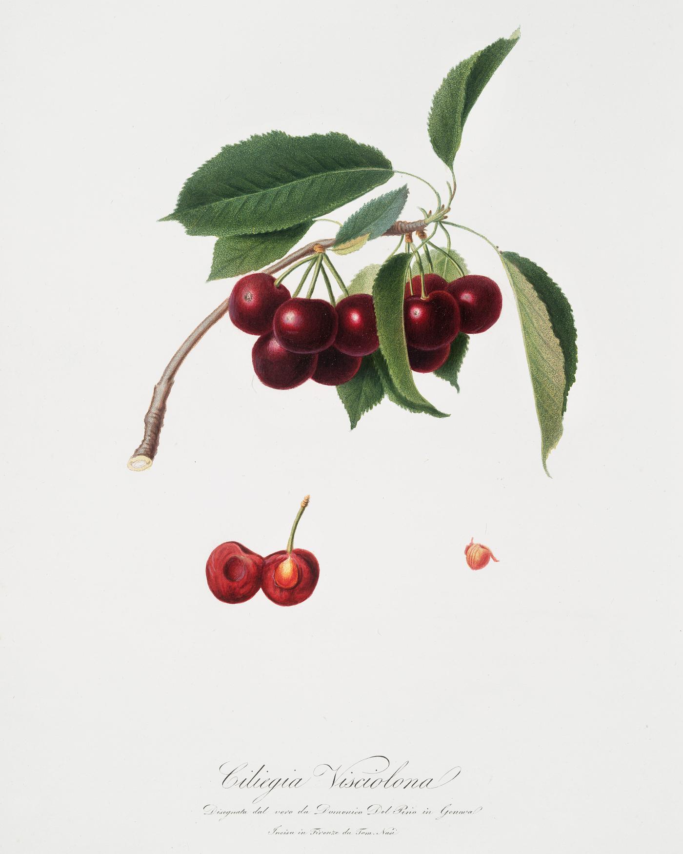 Cherry (Cerasus visciola) from Pomona Italiana (1817 - 1839) by Giorgio Gallesio (1772-1839). Original from The New York... Cherry (Cerasus visciola) from Pomona Italiana (1817 - 1839) by Giorgio Gallesio (1772-1839). Original from The New York...
