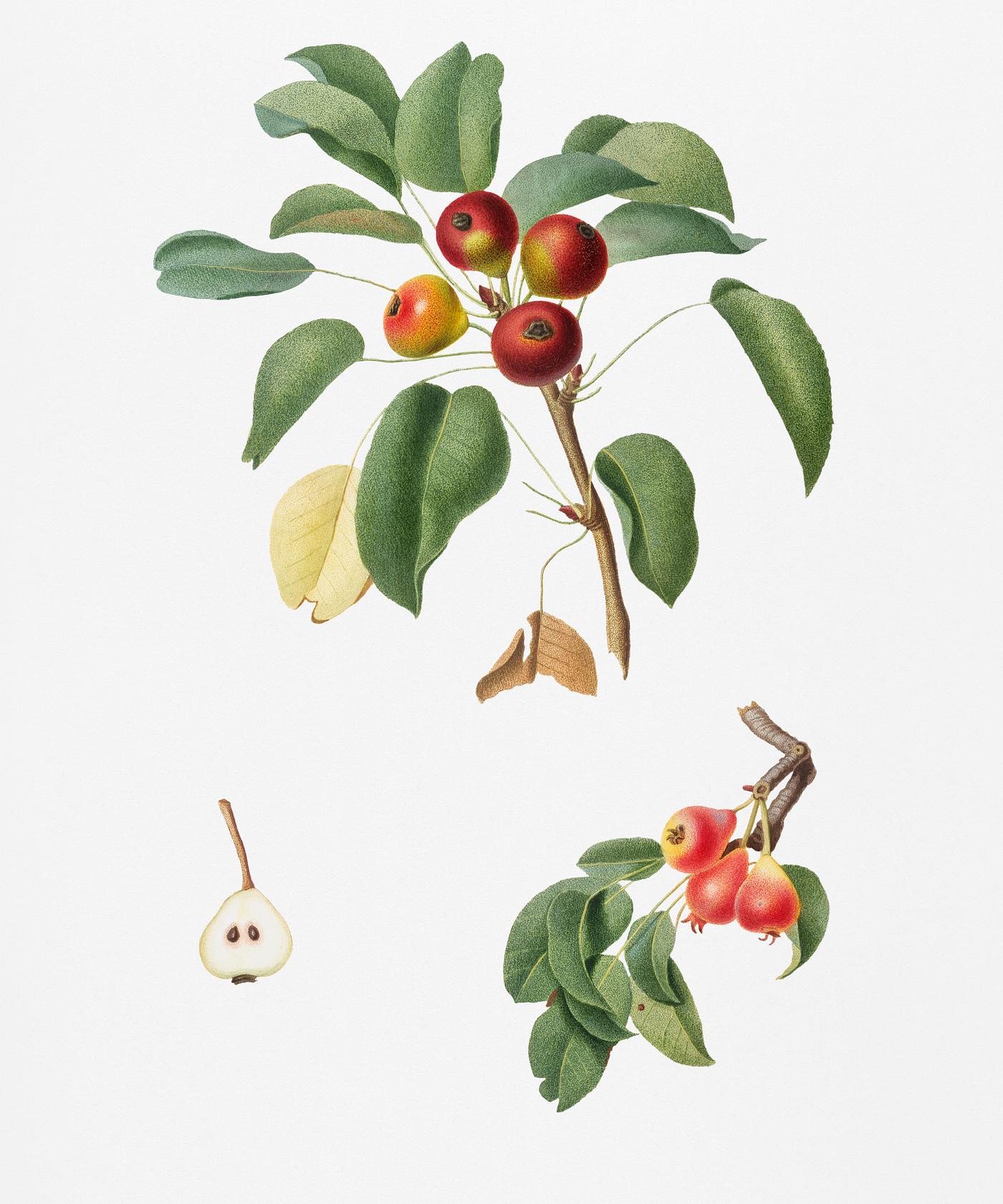 Musky pear (Pyrus sativa) from Pomona Italiana (1817 - 1839) by Giorgio Gallesio (1772-1839). Original from New York public... Musky pear (Pyrus sativa) from Pomona Italiana (1817 - 1839) by Giorgio Gallesio (1772-1839). Original from New York public...