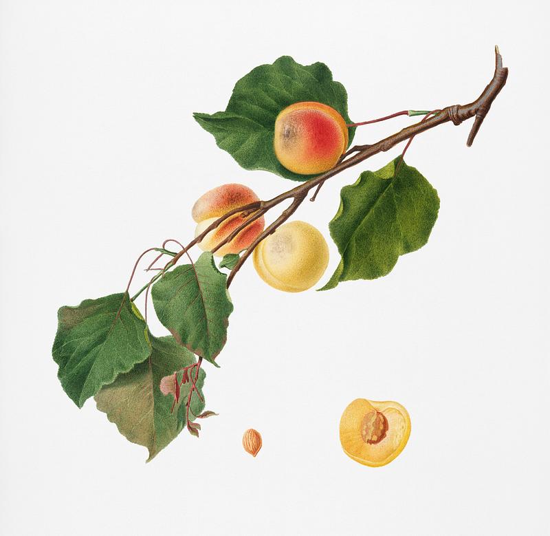 Apricot (Armeniaca Alexandrina) from Pomona Italiana (1817 - 1839) by Giorgio Gallesio (1772-1839). Original from New York public library. Digitally enhanced by rawpixel. Apricot (Armeniaca Alexandrina) from Pomona Italiana (1817 - 1839) by Giorgio Gallesio (1772-1839). Original from New York…