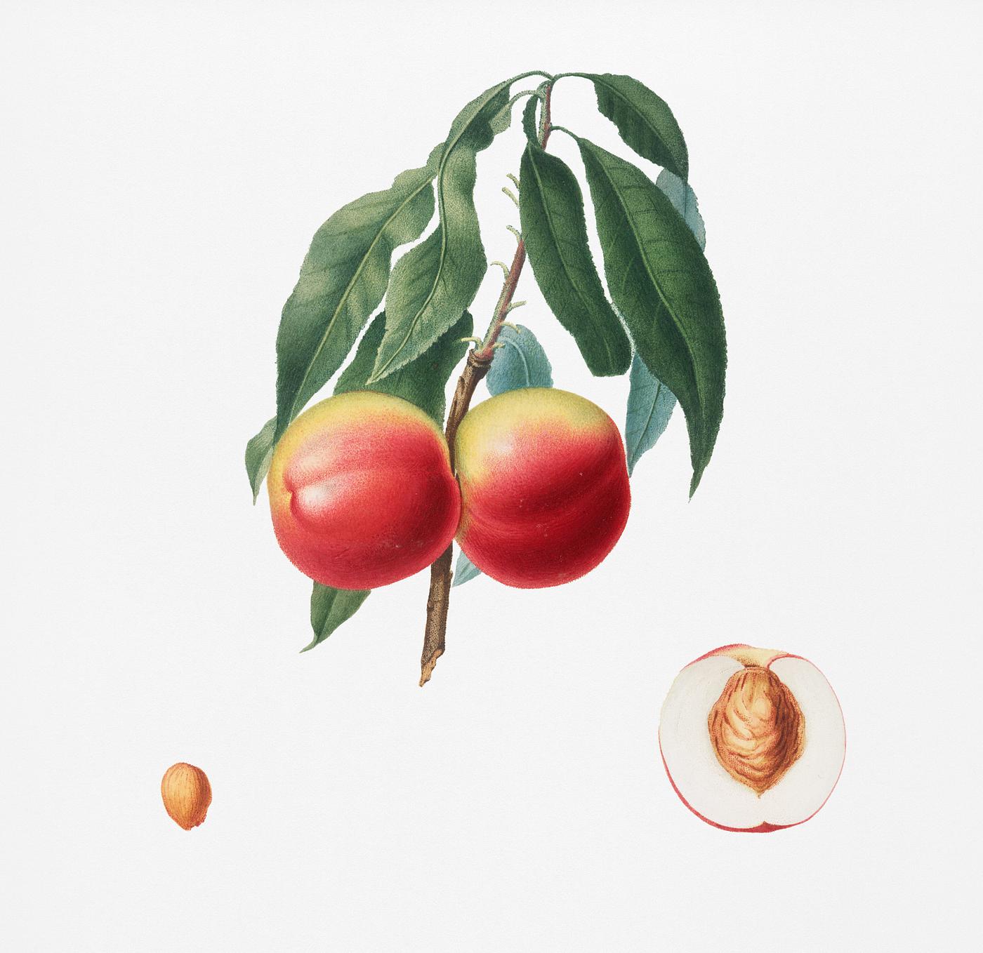 Peach (Persica psillidermis) from Pomona Italiana (1817 - 1839) by Giorgio Gallesio (1772-1839). Original from New York... Peach (Persica psillidermis) from Pomona Italiana (1817 - 1839) by Giorgio Gallesio (1772-1839). Original from New York...