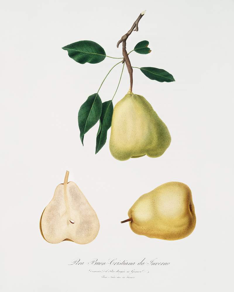 Pear (Pyrus communis) from Pomona Italiana (1817 - 1839) by Giorgio Gallesio (1772-1839). Original from The New York Public Library. Digitally enhanced by rawpixel. Pear (Pyrus communis) from Pomona Italiana (1817 - 1839) by Giorgio Gallesio (1772-1839). Original from The New York Public…
