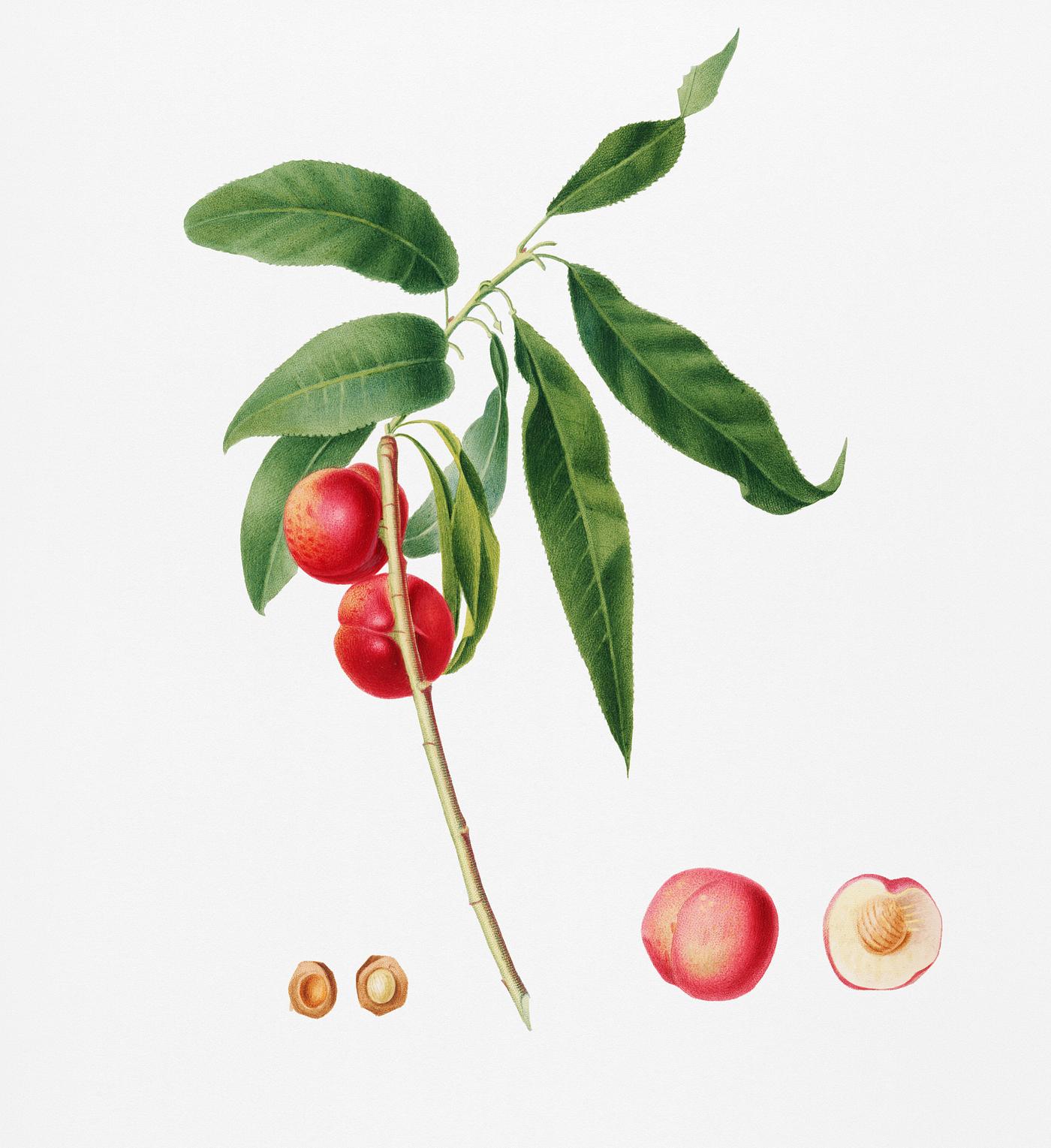 Apricot (Pesca Ciliegia) from Pomona Italiana (1817 - 1839) by Giorgio Gallesio (1772-1839). Original from New York public... Apricot (Pesca Ciliegia) from Pomona Italiana (1817 - 1839) by Giorgio Gallesio (1772-1839). Original from New York public...