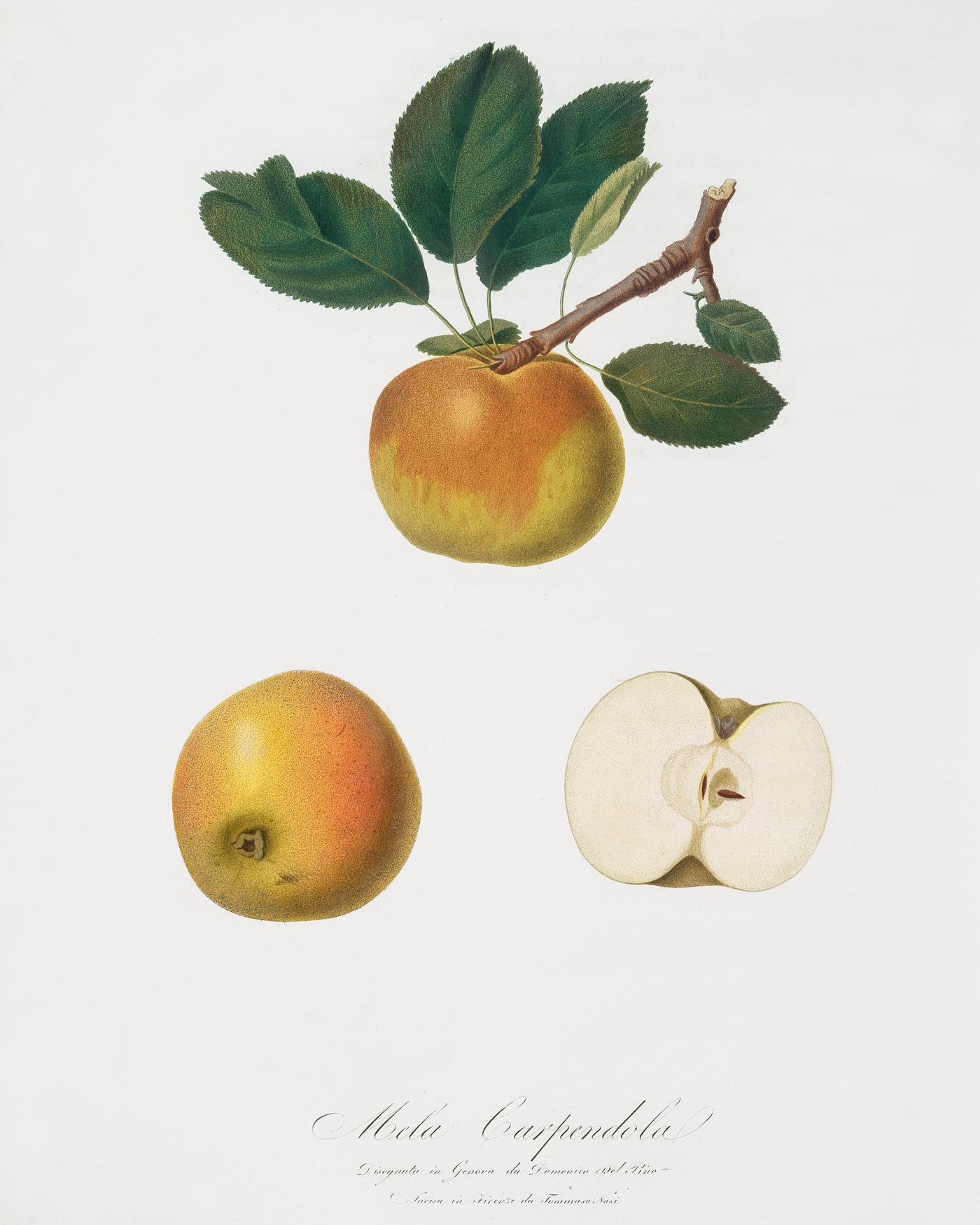 Apple (Malus carpendolo) from Pomona Italiana (1817 - 1839) by Giorgio Gallesio (1772-1839). Original from The New York... Apple (Malus carpendolo) from Pomona Italiana (1817 - 1839) by Giorgio Gallesio (1772-1839). Original from The New York...