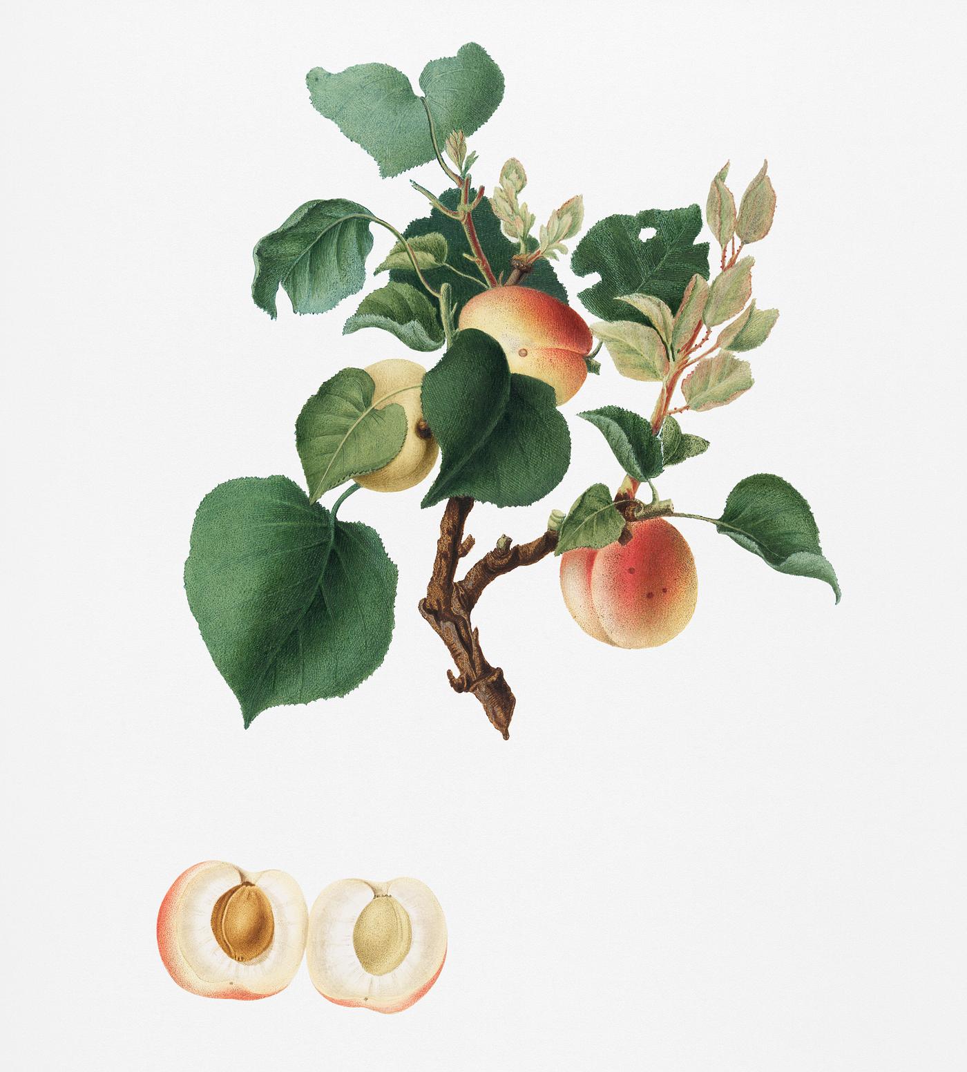 Apricot (Alessandrina seconda) from Pomona Italiana (1817 - 1839) by Giorgio Gallesio (1772-1839). Original from New York... Apricot (Alessandrina seconda) from Pomona Italiana (1817 - 1839) by Giorgio Gallesio (1772-1839). Original from New York...