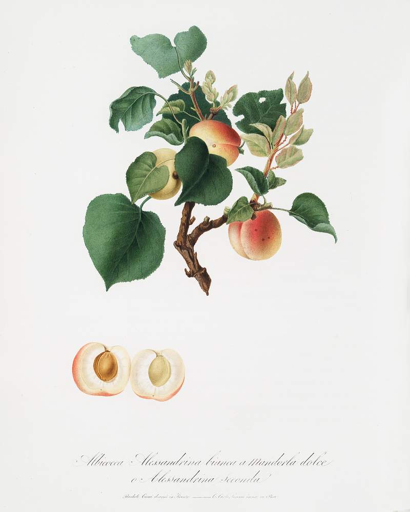 Apricot (Alessandrina seconda) from Pomona Italiana (1817 - 1839) by Giorgio Gallesio (1772-1839). Original from The New York Public Library. Digitally enhanced by rawpixel. Apricot (Alessandrina seconda) from Pomona Italiana (1817 - 1839) by Giorgio Gallesio (1772-1839). Original from The New York…