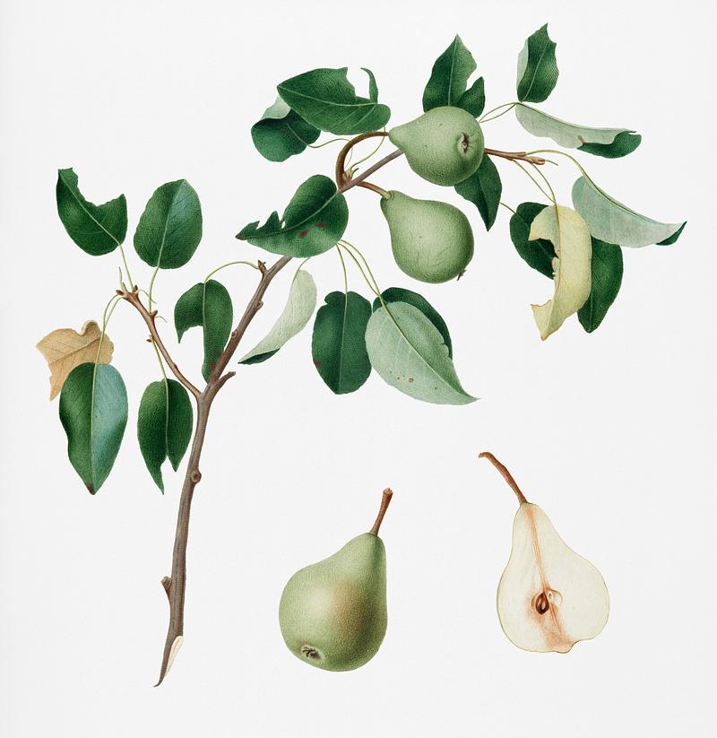 Pear (Pyrus mendax) from Pomona Italiana (1817 - 1839) by Giorgio Gallesio (1772-1839). Original from New York public library. Digitally enhanced by rawpixel. Pear (Pyrus mendax) from Pomona Italiana (1817 - 1839) by Giorgio Gallesio (1772-1839). Original from New York public…