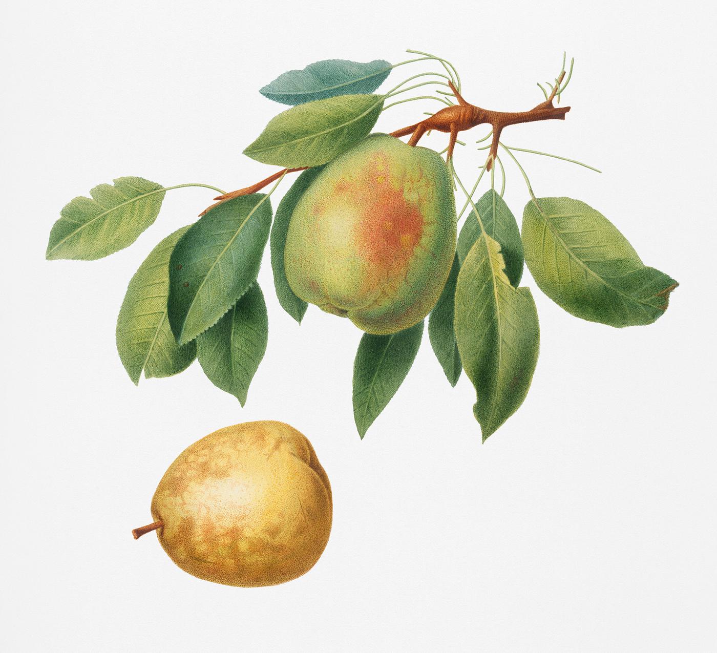 Pear (Pyrus butyra) from Pomona Italiana (1817 - 1839) by Giorgio Gallesio (1772-1839). Original from New York public... Pear (Pyrus butyra) from Pomona Italiana (1817 - 1839) by Giorgio Gallesio (1772-1839). Original from New York public...
