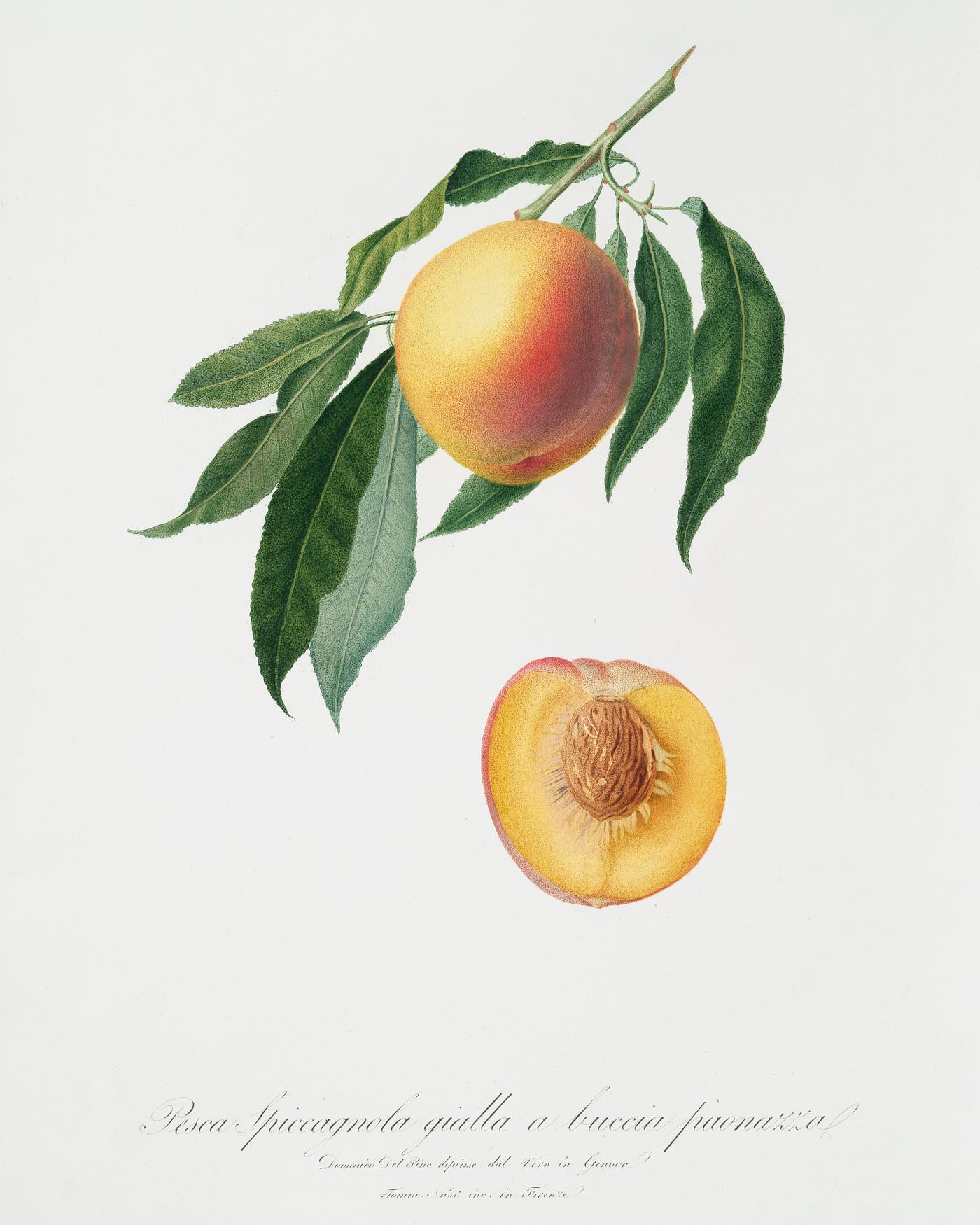 Peach (Persica Iulodermis) from Pomona Italiana (1817 - 1839) by Giorgio Gallesio (1772-1839). Original from The New York... Peach (Persica Iulodermis) from Pomona Italiana (1817 - 1839) by Giorgio Gallesio (1772-1839). Original from The New York...
